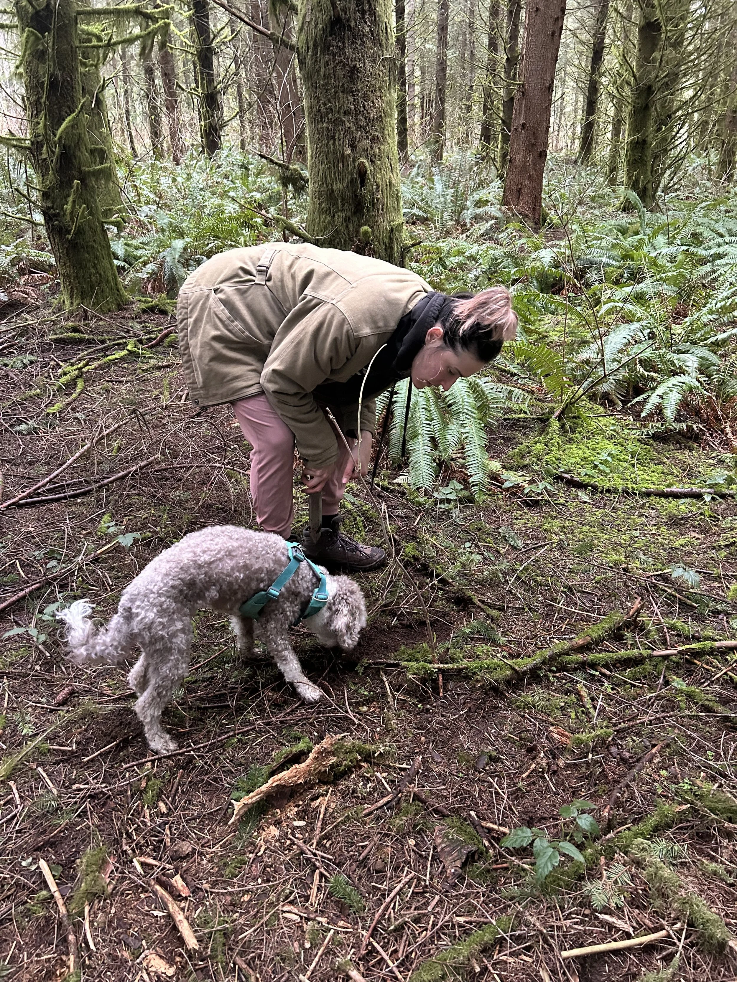 A woman in a forest green jacket and pink pants crouching in a forest, checking the ground with a trowel, accompanied by a small curly-haired dog wearing a teal harness.