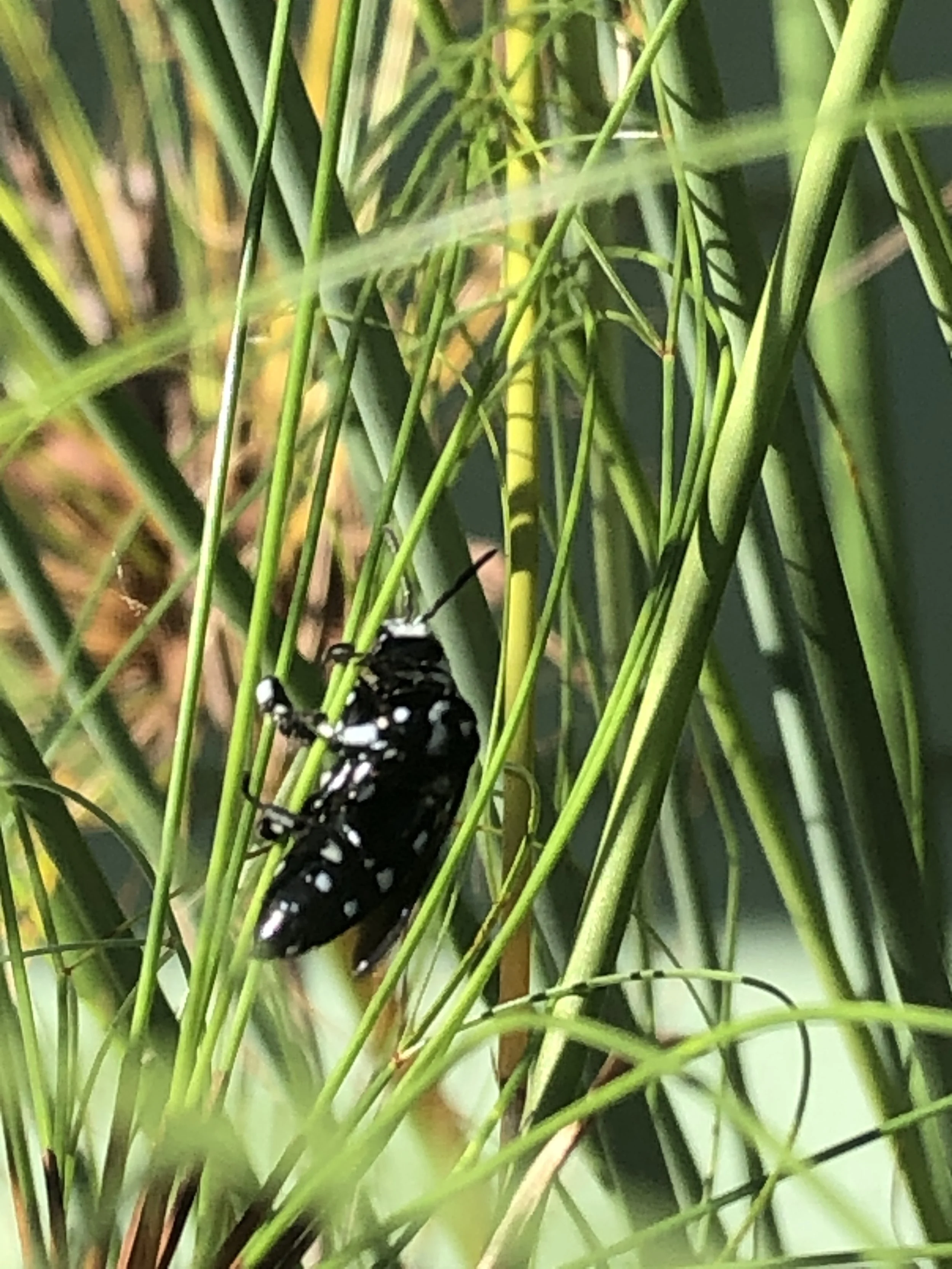 FRIENDS: Domino Cuckoo Native Bee