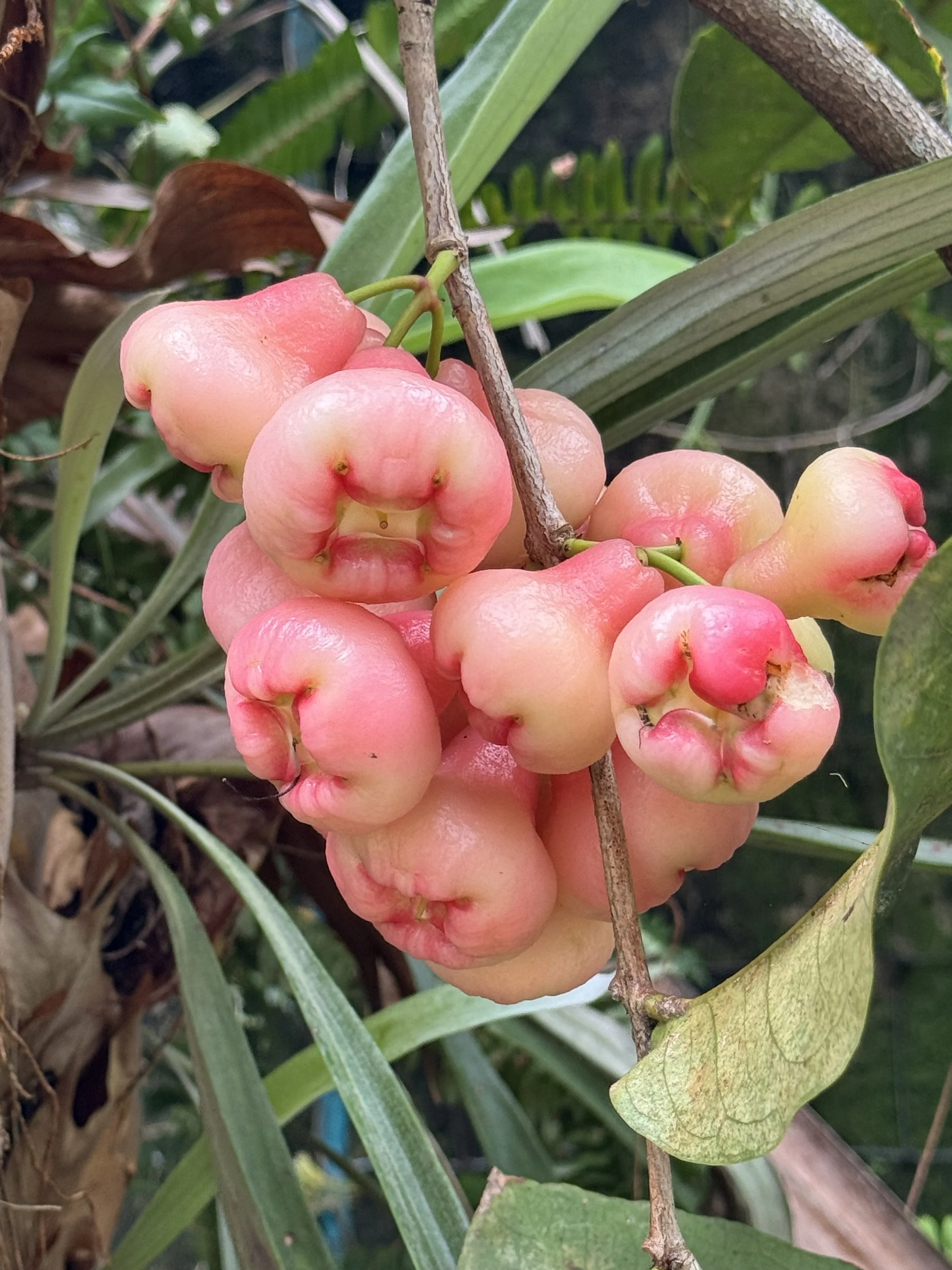 GARDEN: Jambu (Syzygium samarangense)