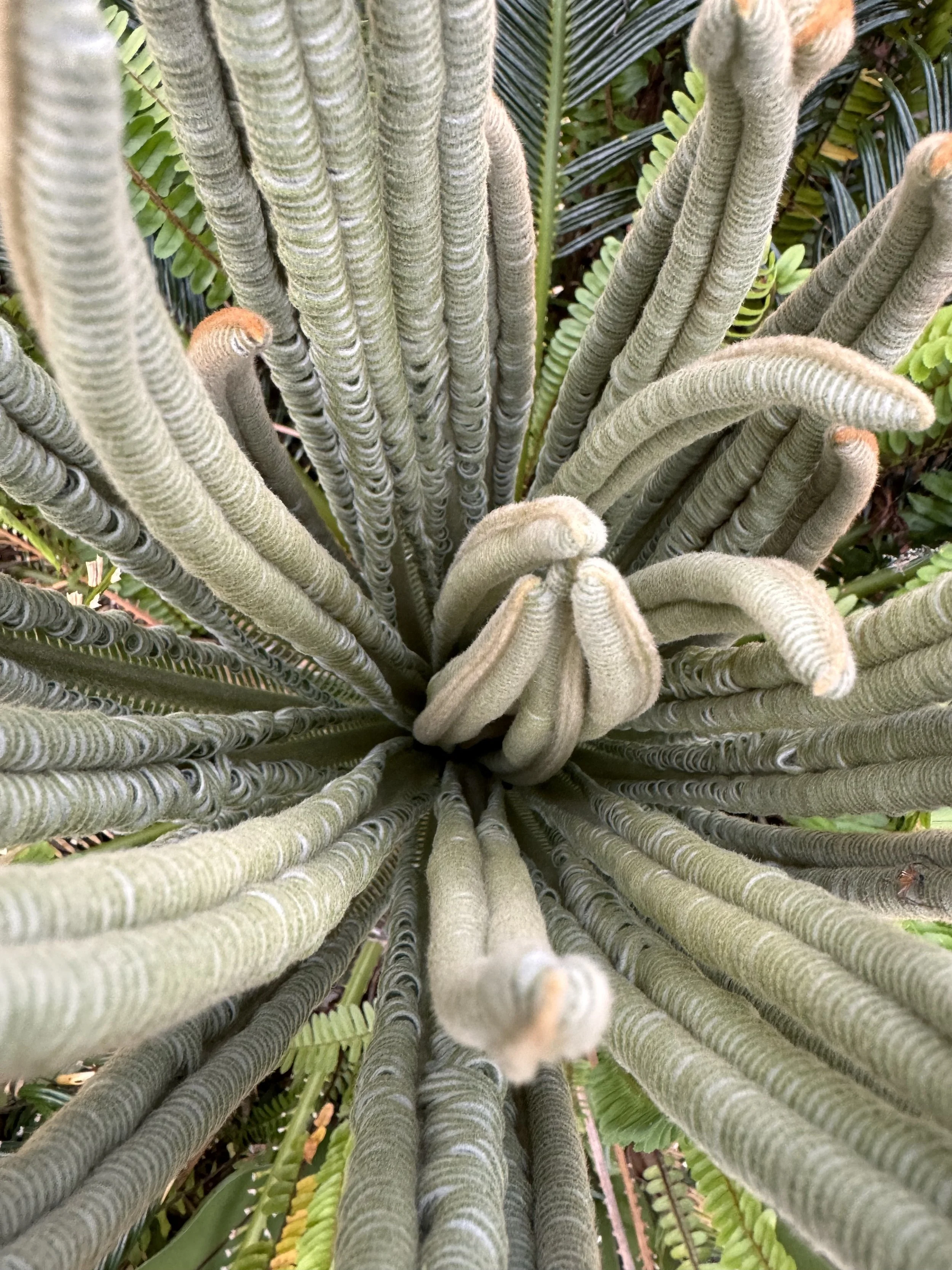ANCIENT PLANTS: Cycad