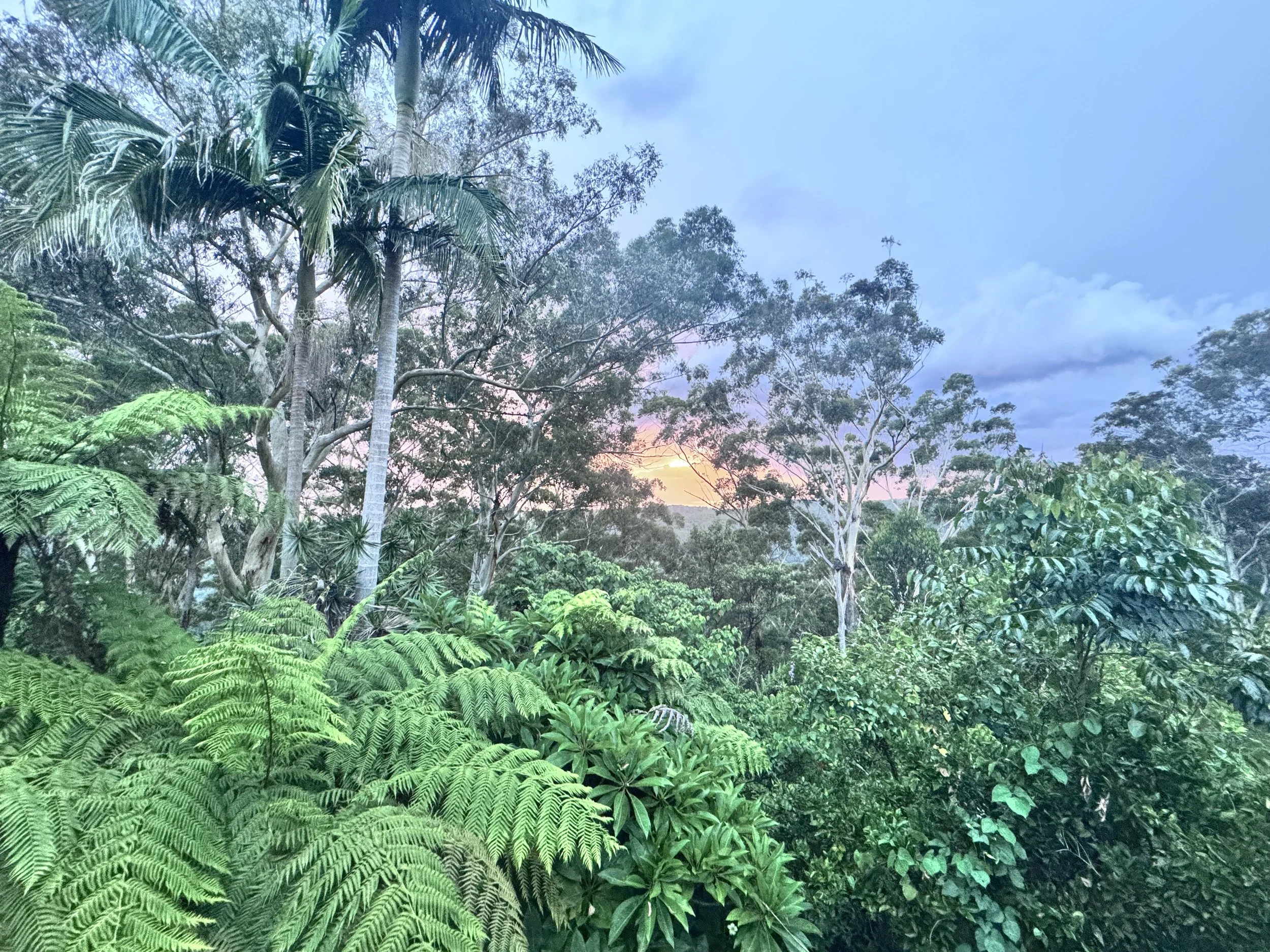 1 WEEK FOREST  IMMERSION