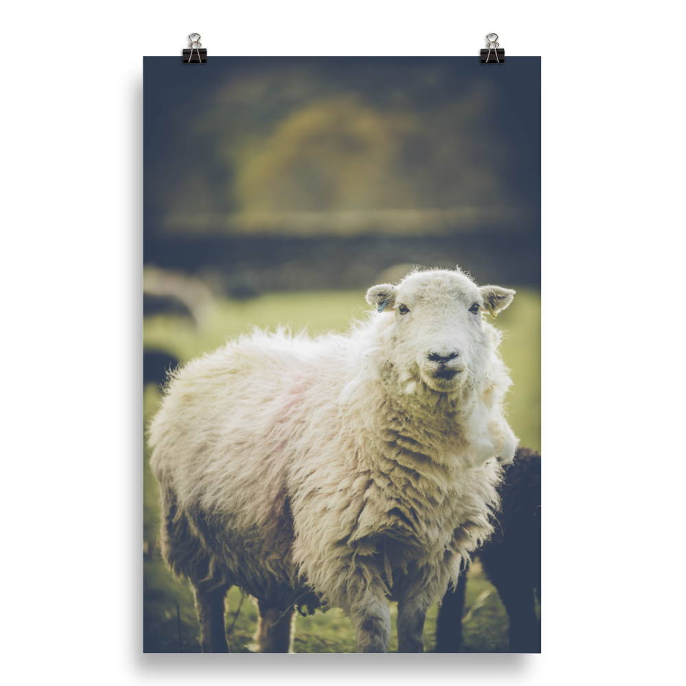 Photo paper poster - Sheep in the Lake District