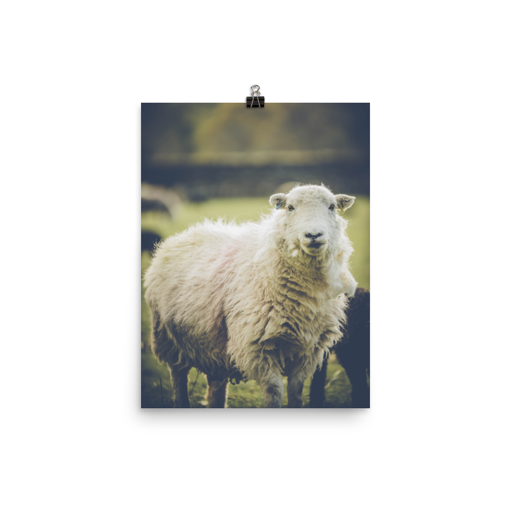 premium-luster-photo-paper-poster-(in)-12x16-transparent-6a95b1c249b10.png