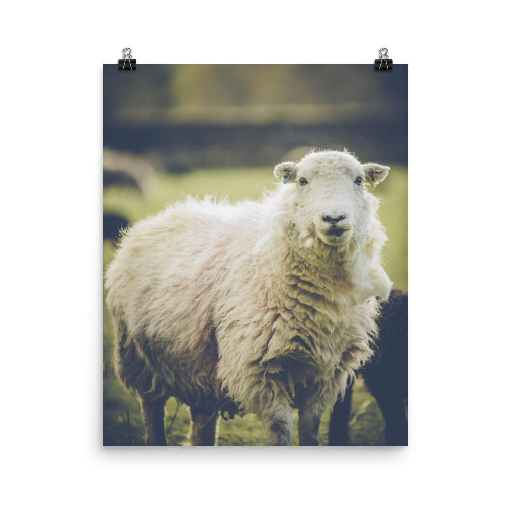 premium-luster-photo-paper-poster-(in)-16x20-transparent-6a95b1c249e6e.png