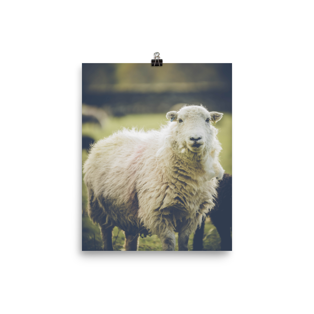 premium-luster-photo-paper-poster-(in)-8x10-transparent-6a95b1c249fe9.png