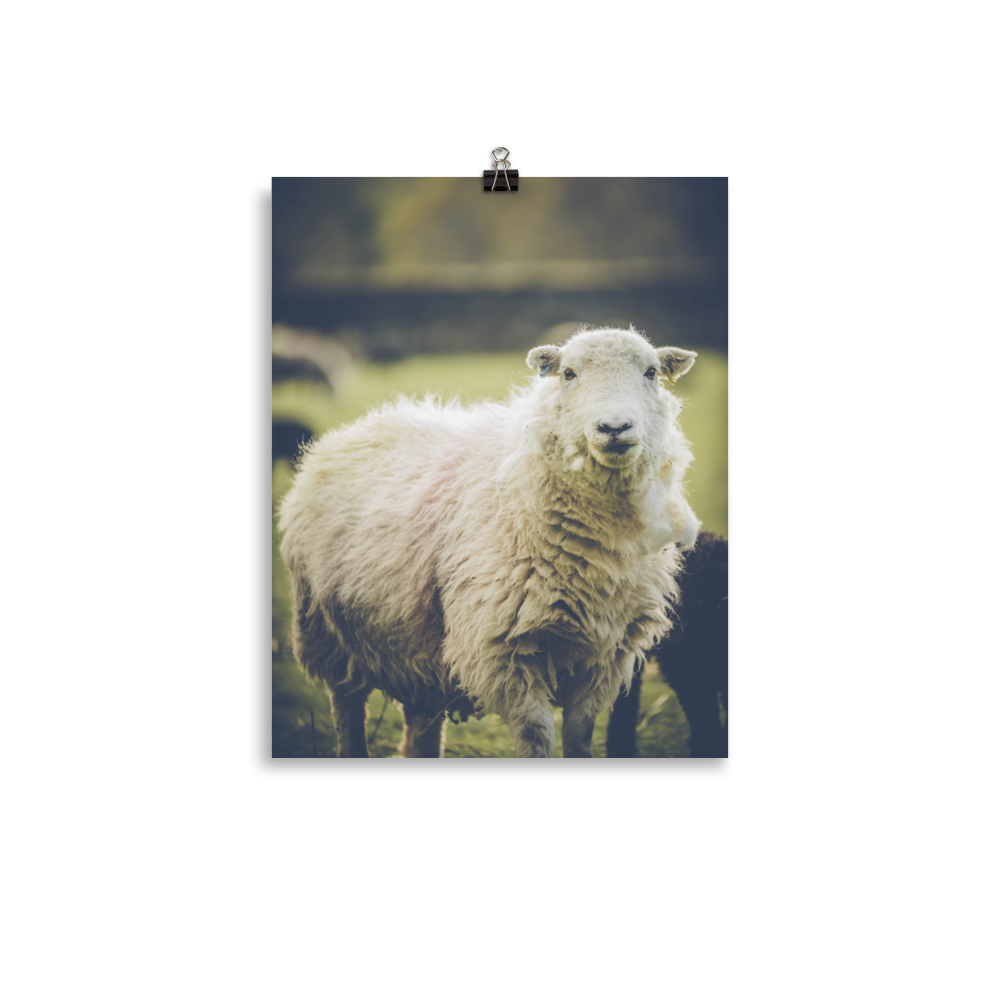 premium-luster-photo-paper-poster-(in)-11x14-transparent-6a95b1c24abcb.png