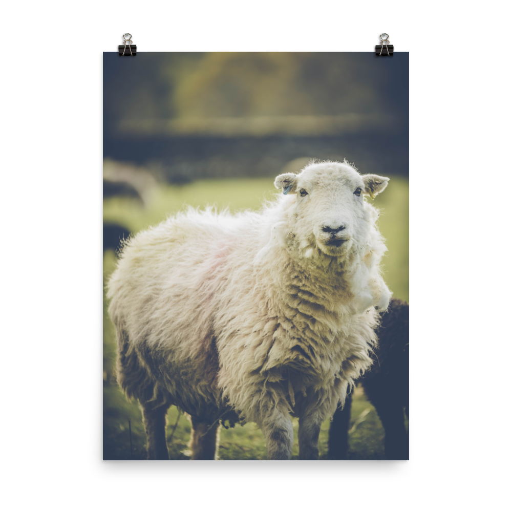 premium-luster-photo-paper-poster-(in)-18x24-transparent-6a95b1c249681.png