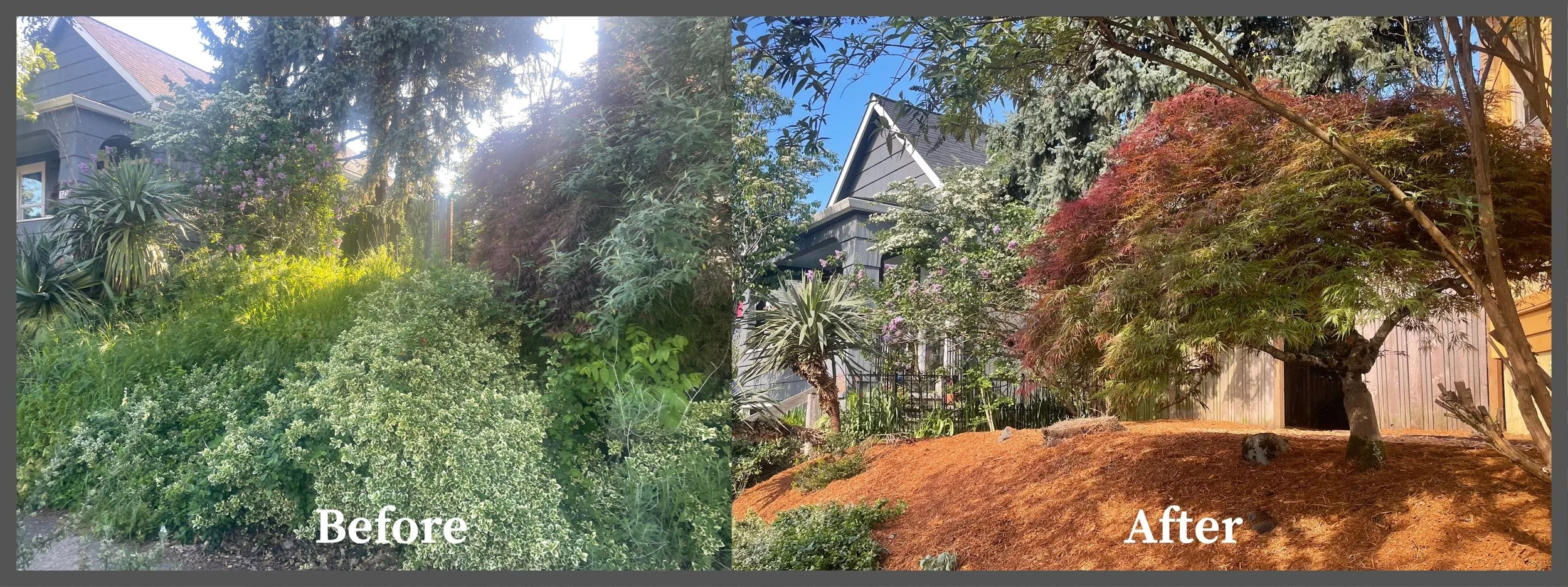 A side-by-side comparison of a backyard garden before and after landscaping. The 'Before' side shows overgrown shrubs and plants with sunlight shining through trees. The 'After' side shows a tidier garden with a mulched ground, trimmed trees, and a m
