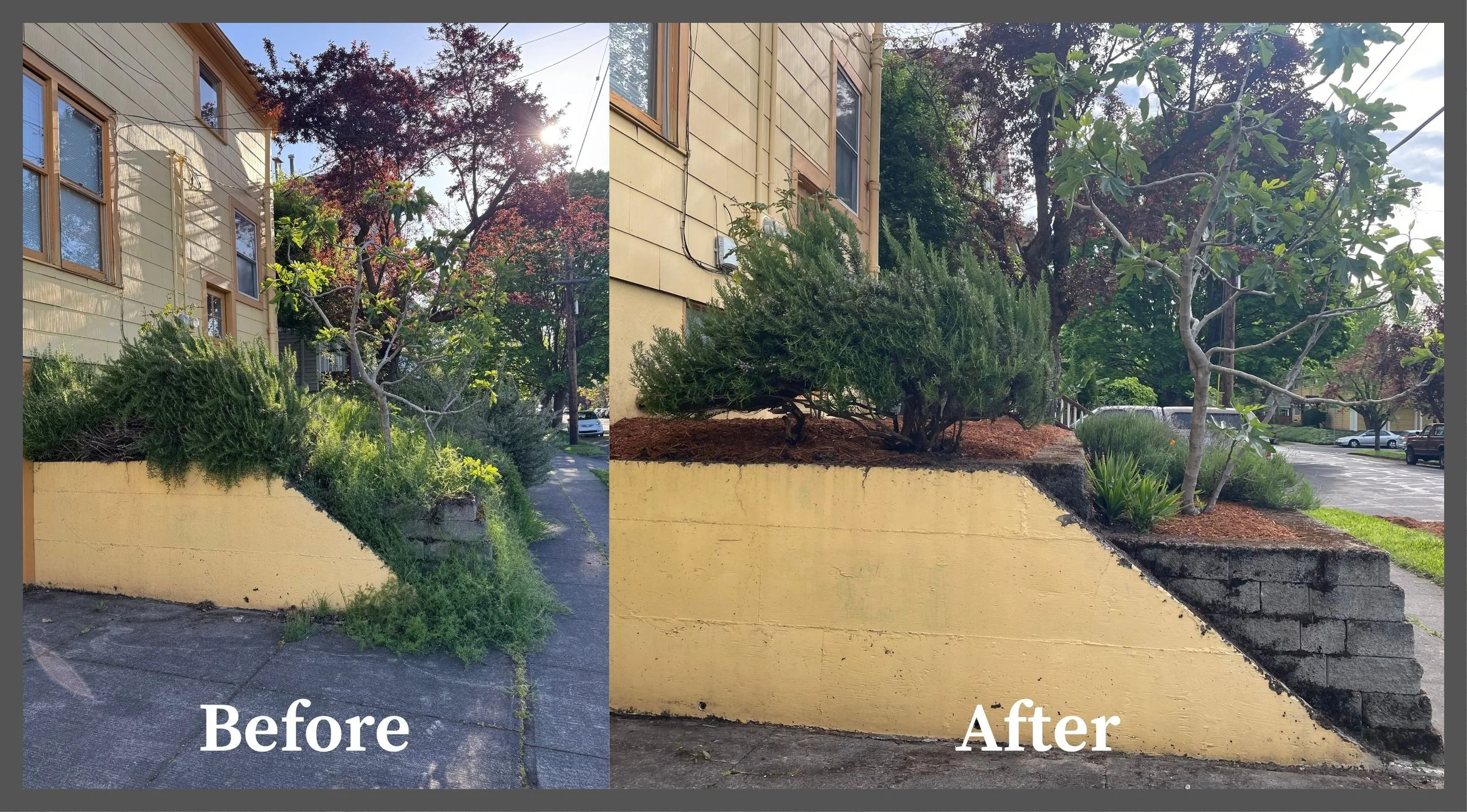 Side-by-side comparison of a building's garden area before and after landscaping; the 'before' shows overgrown bushes and weeds, while the 'after' shows trimmed bushes and a cleaner, more maintained garden space.