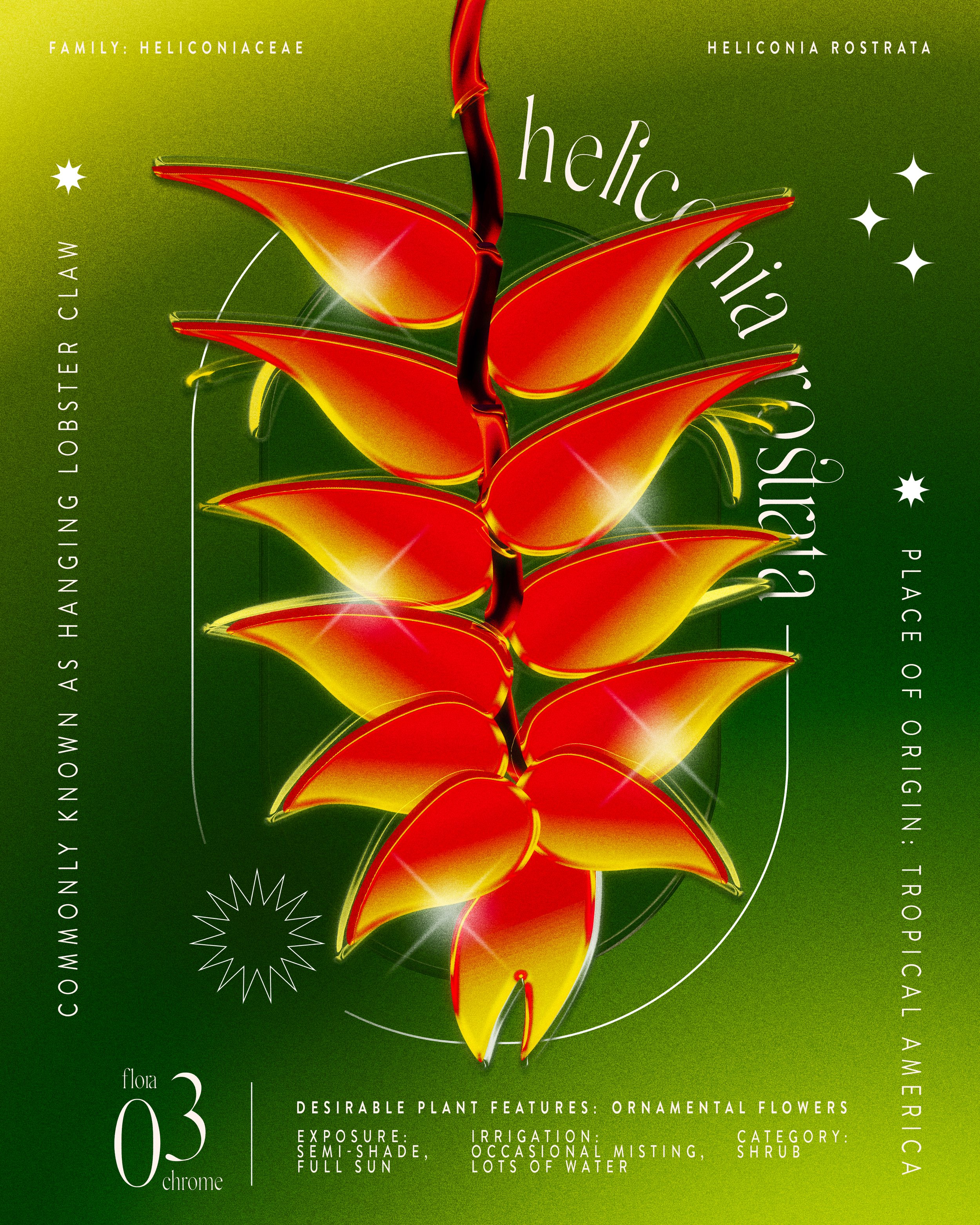 Illustration of Heliconia rostrata, a tropical shrub with red and yellow ornamental flowers hanging as lobster claw-shaped flowers.