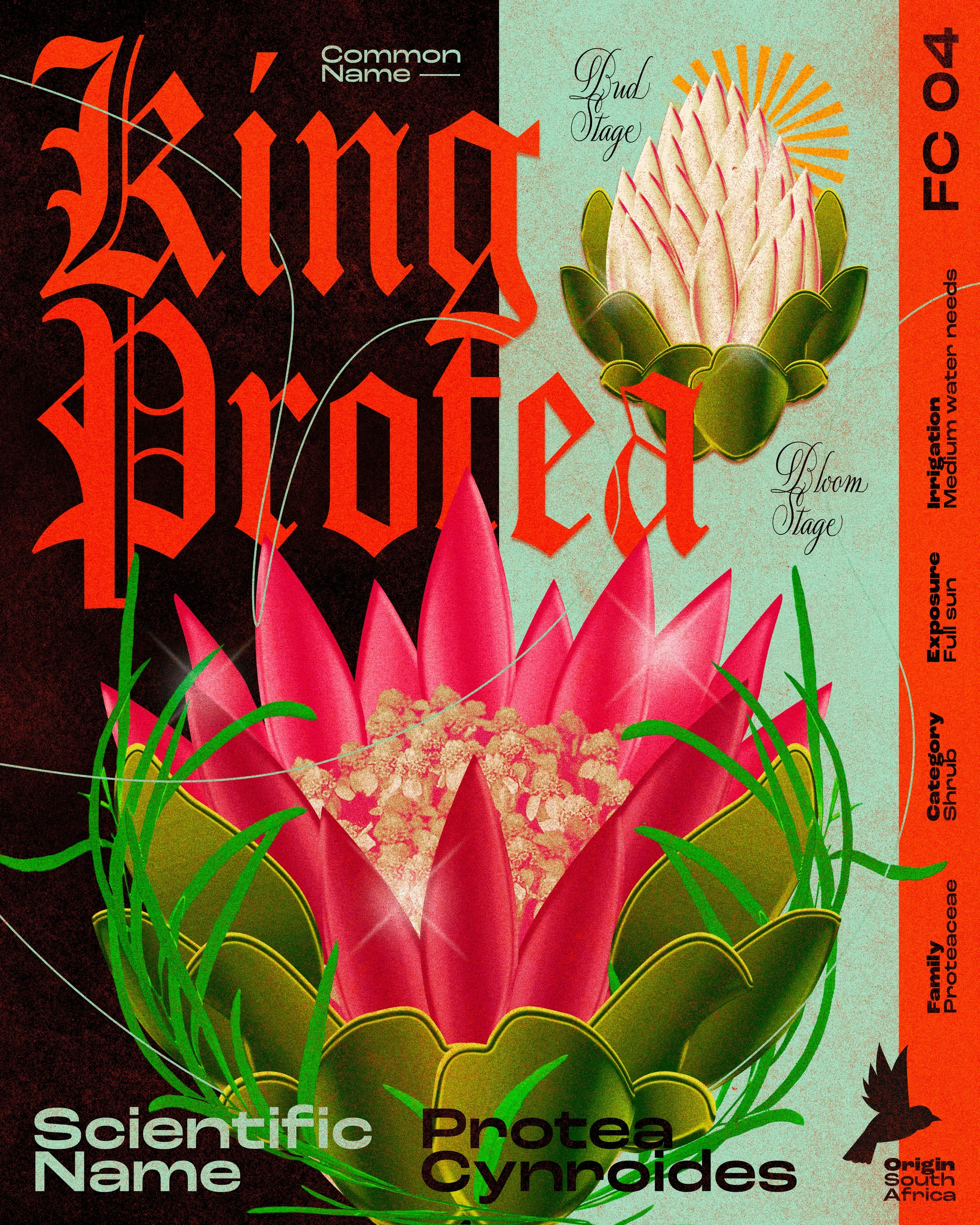 Illustration of Protea cynaroides flowers, with labels indicating 'Bud Stage' and 'Bloom Stage,' and text describing growth stages, water needs, and environmental conditions.