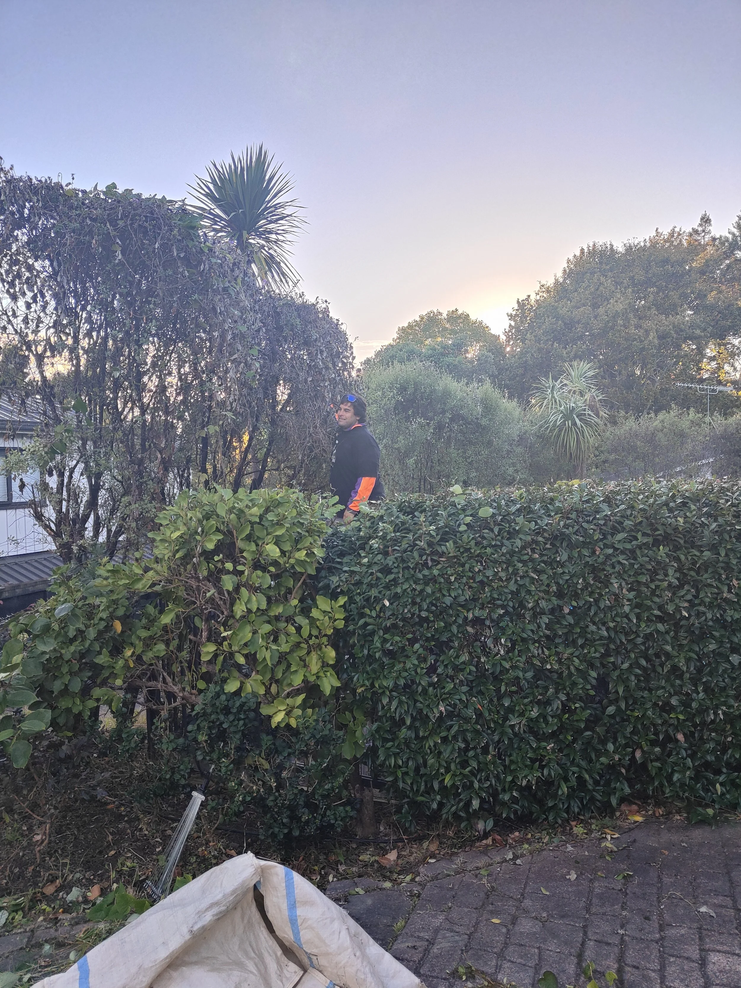 A man standing behind a hedge in a backyard during sunset, with tall trees and a building in the background.