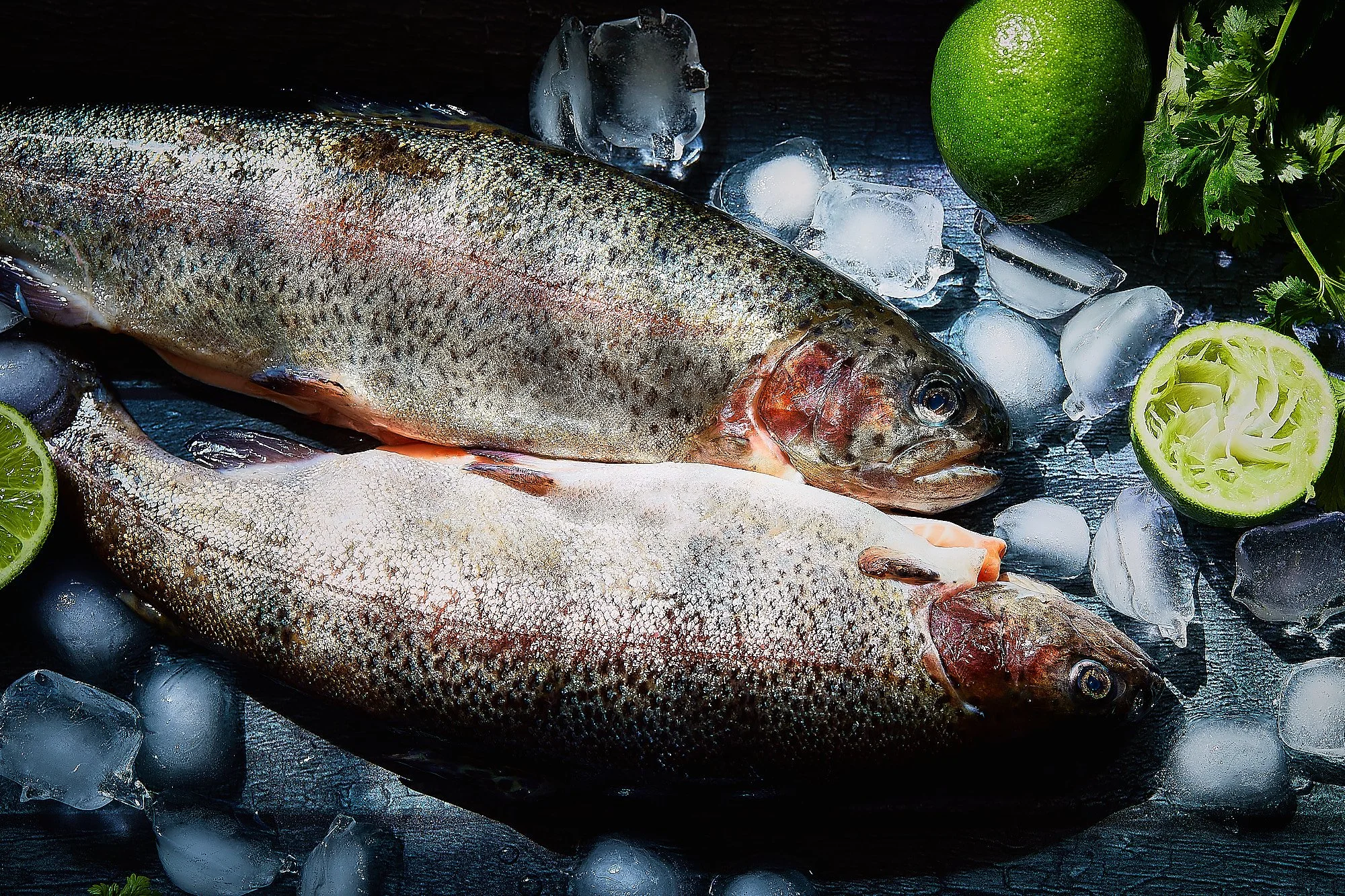 Fresh raw fish on ice surrounded by lime, cherry tomatoes, cilantro, and ice cubes. Commercial food photographer.
