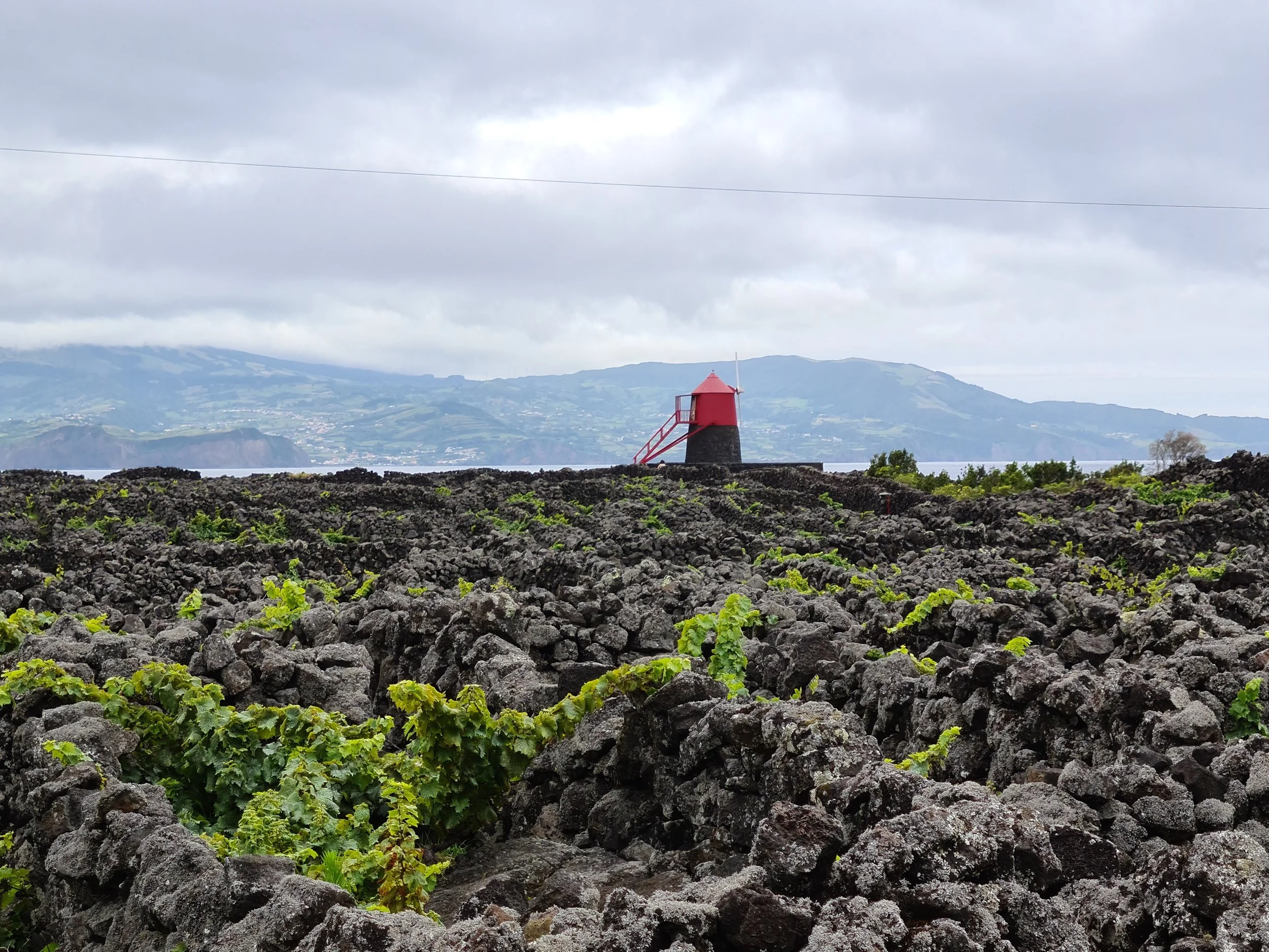 Subida ao vulcão e vinhas vulcânicas – Ilha do Pico, Açores