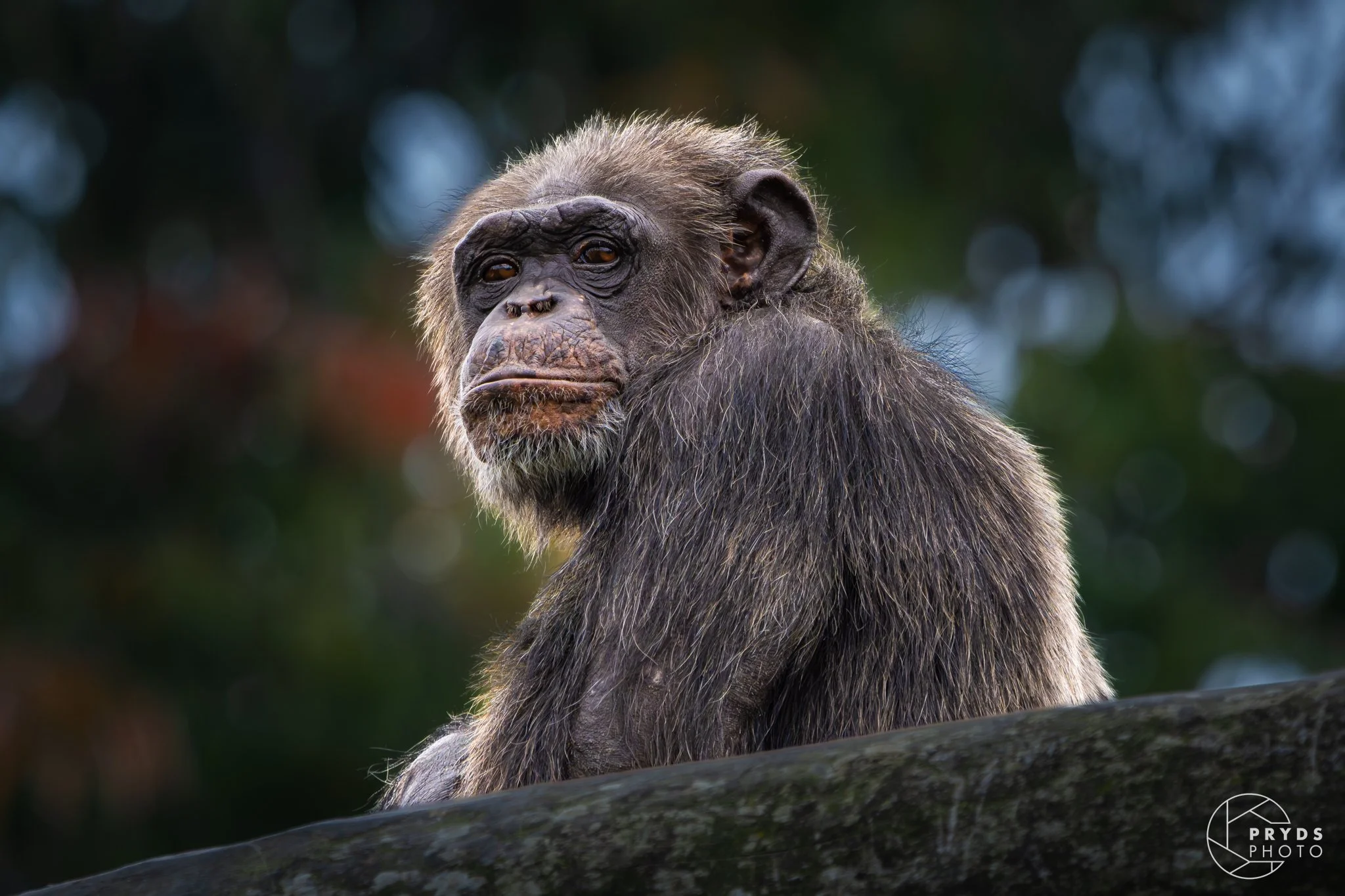 Chimpanzee-5.jpg