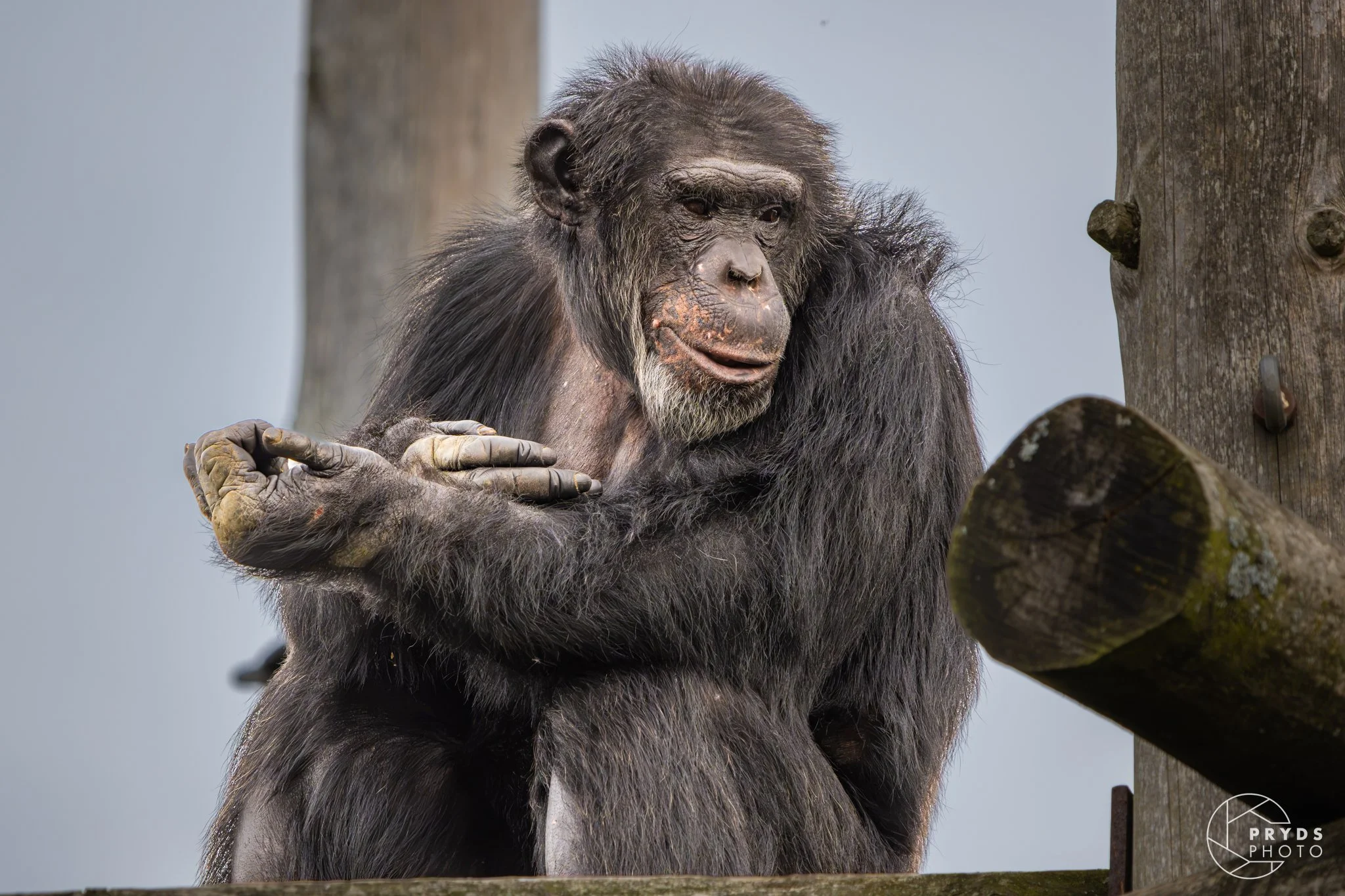 Chimpanzee-4.jpg