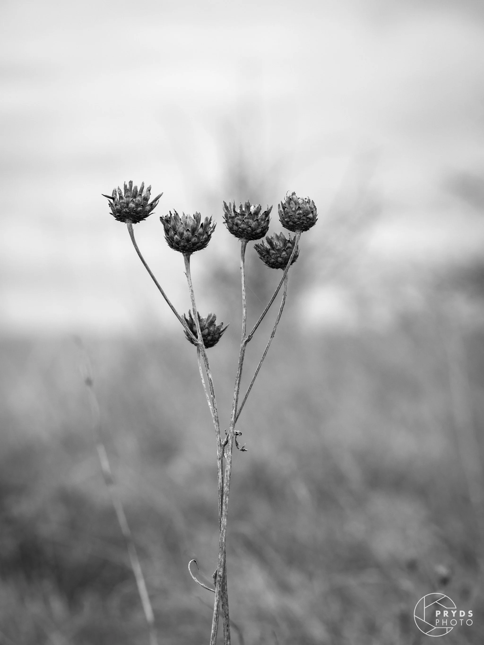 Ærø B&W-3.jpeg