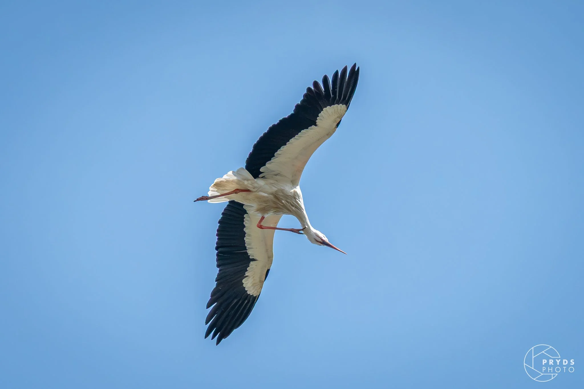 Stork-9.jpeg