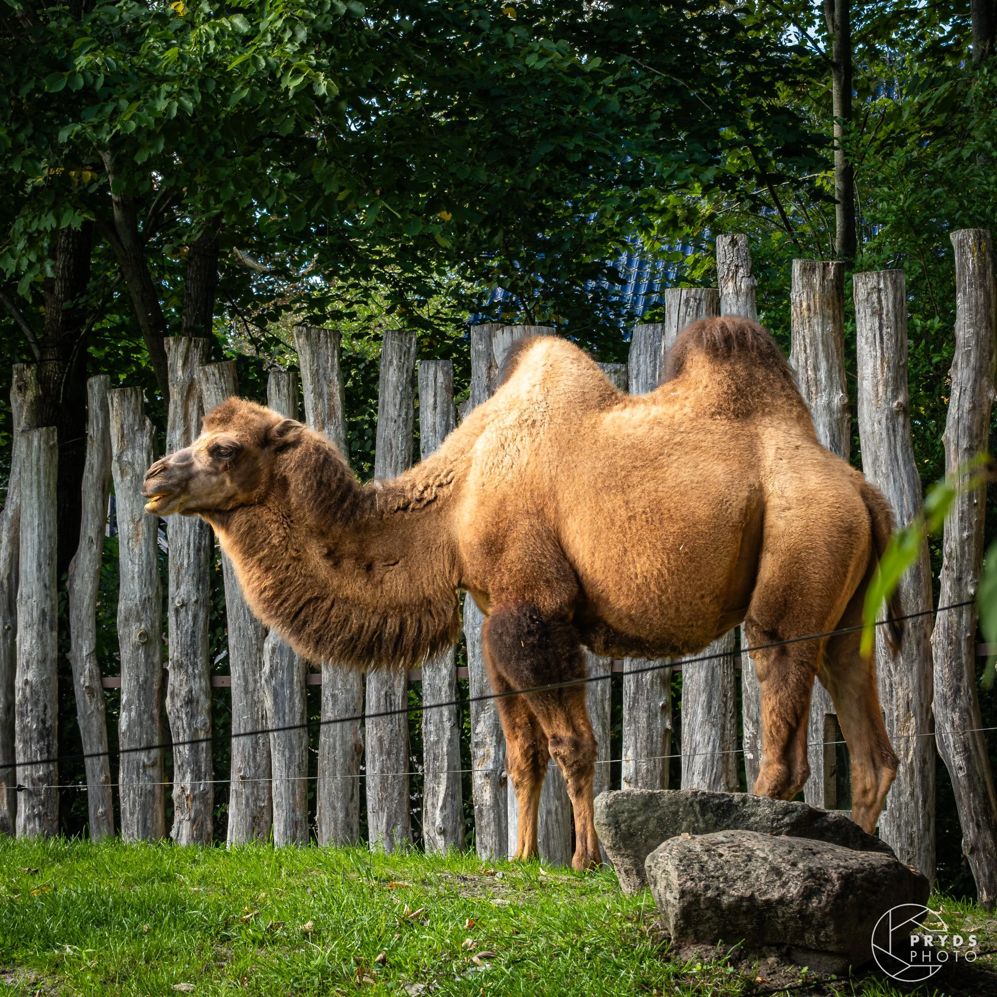 ZOO-4.jpg
