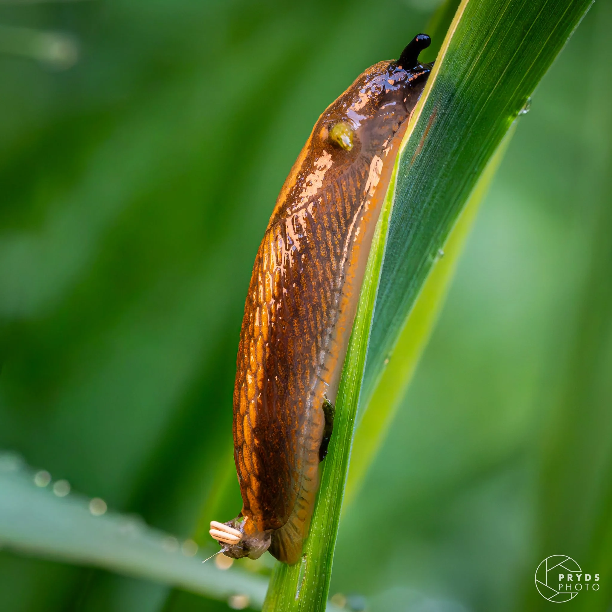 Marcro Marstal-3.jpg