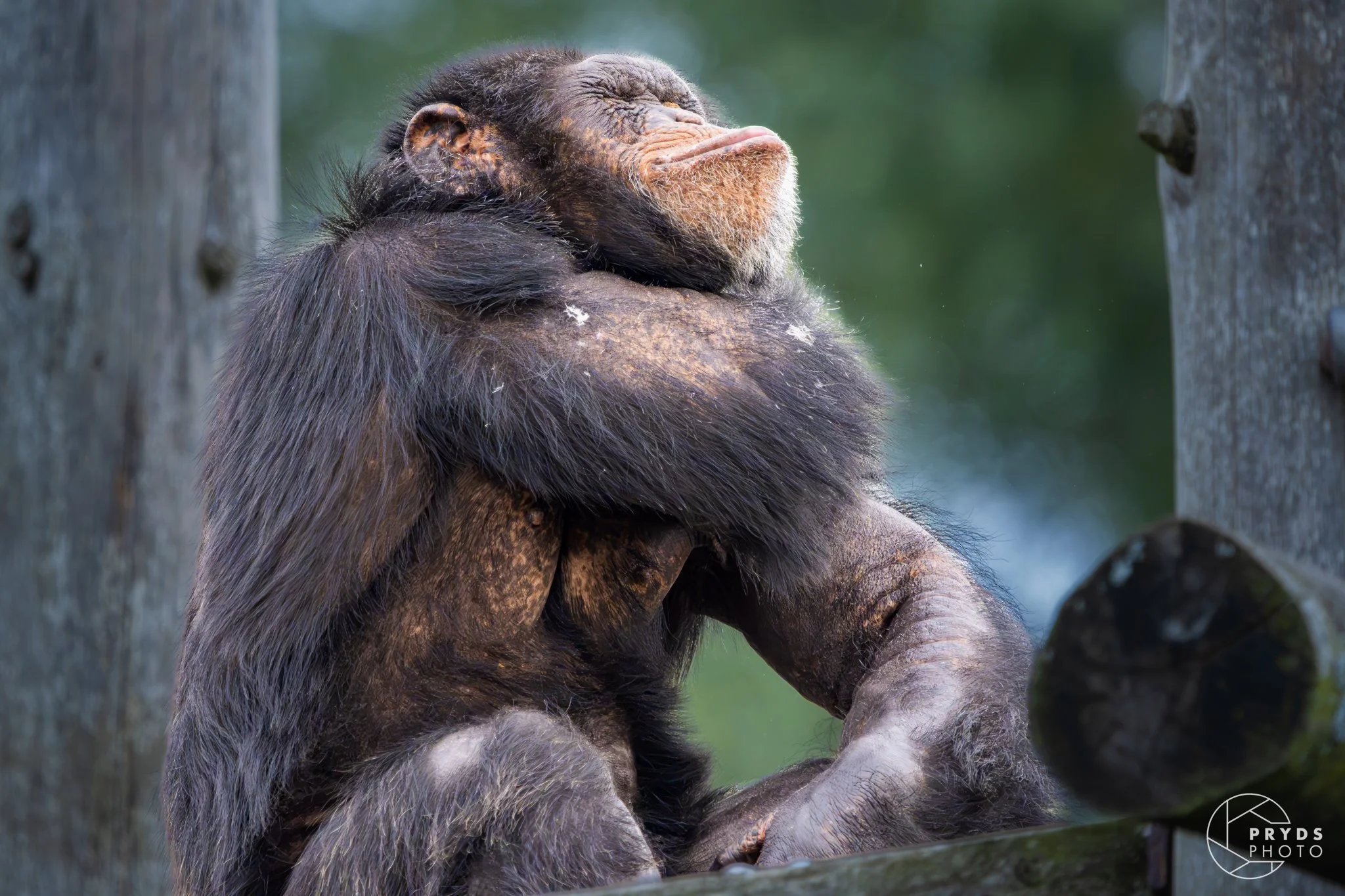 Chimpanzee-2.jpg