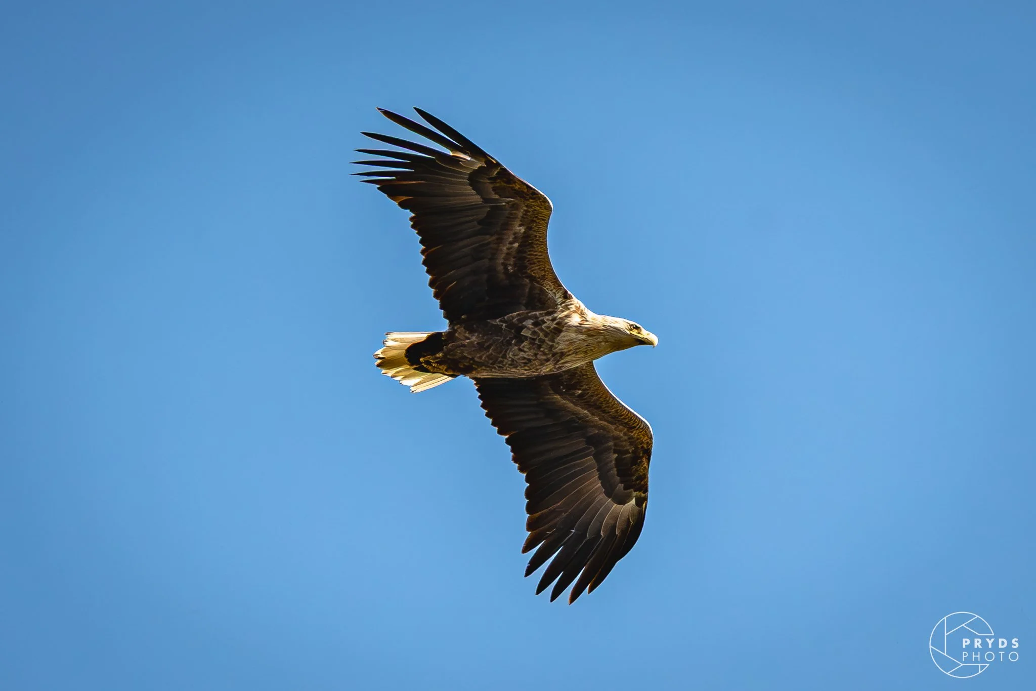 Stork-10.jpeg