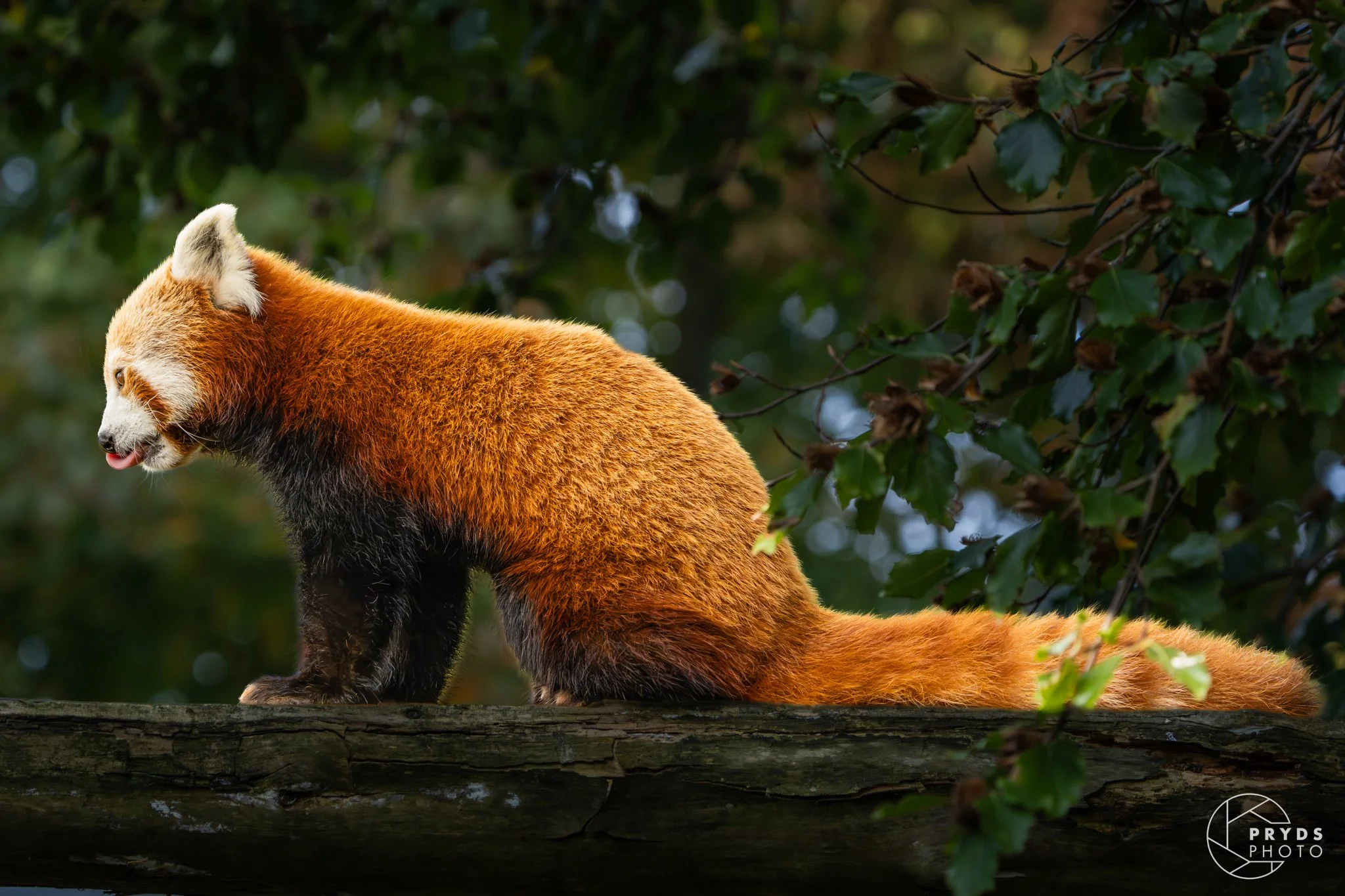 RedPanda-2.jpg