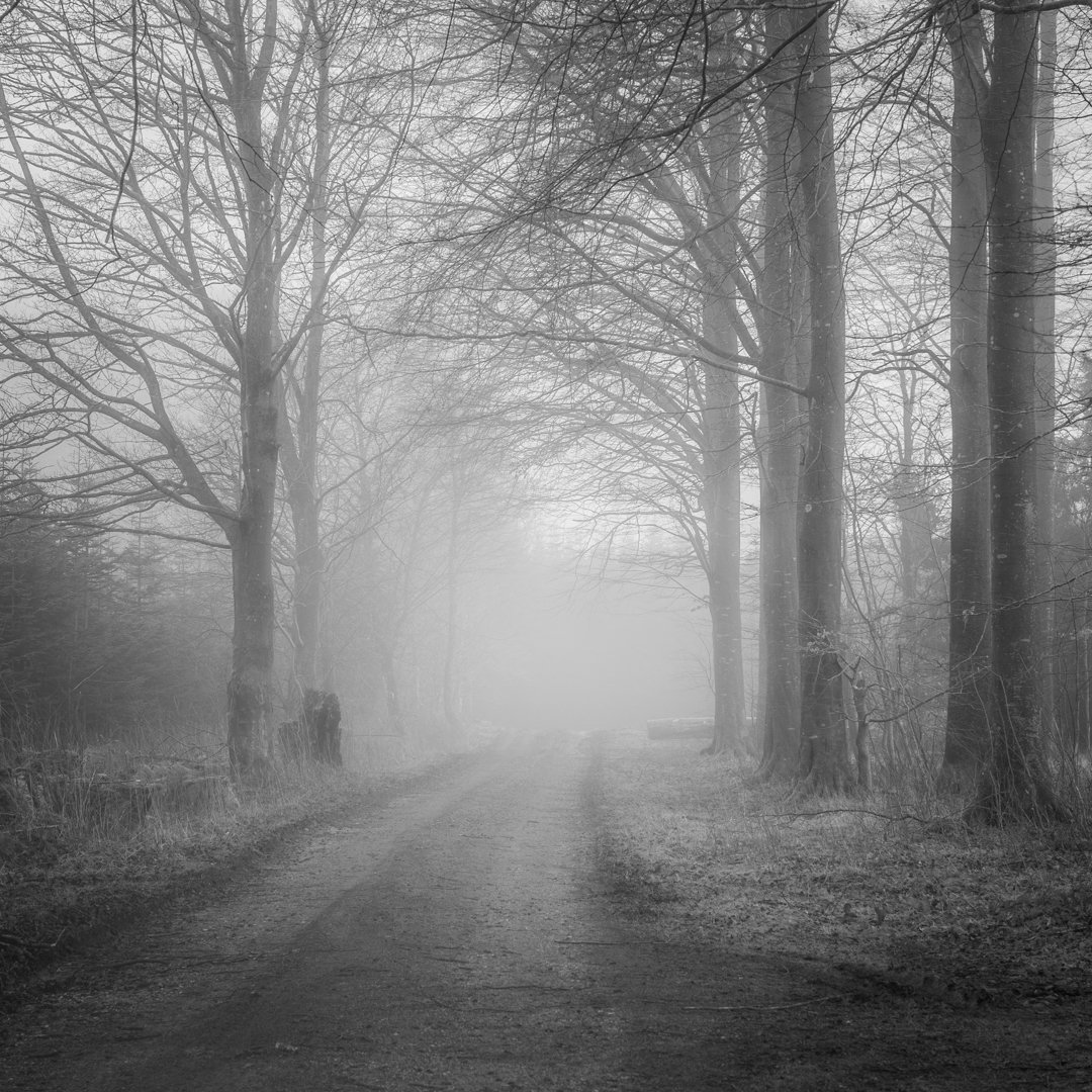 M3001 - Jan Pryds - Mystik i skoven.jpg