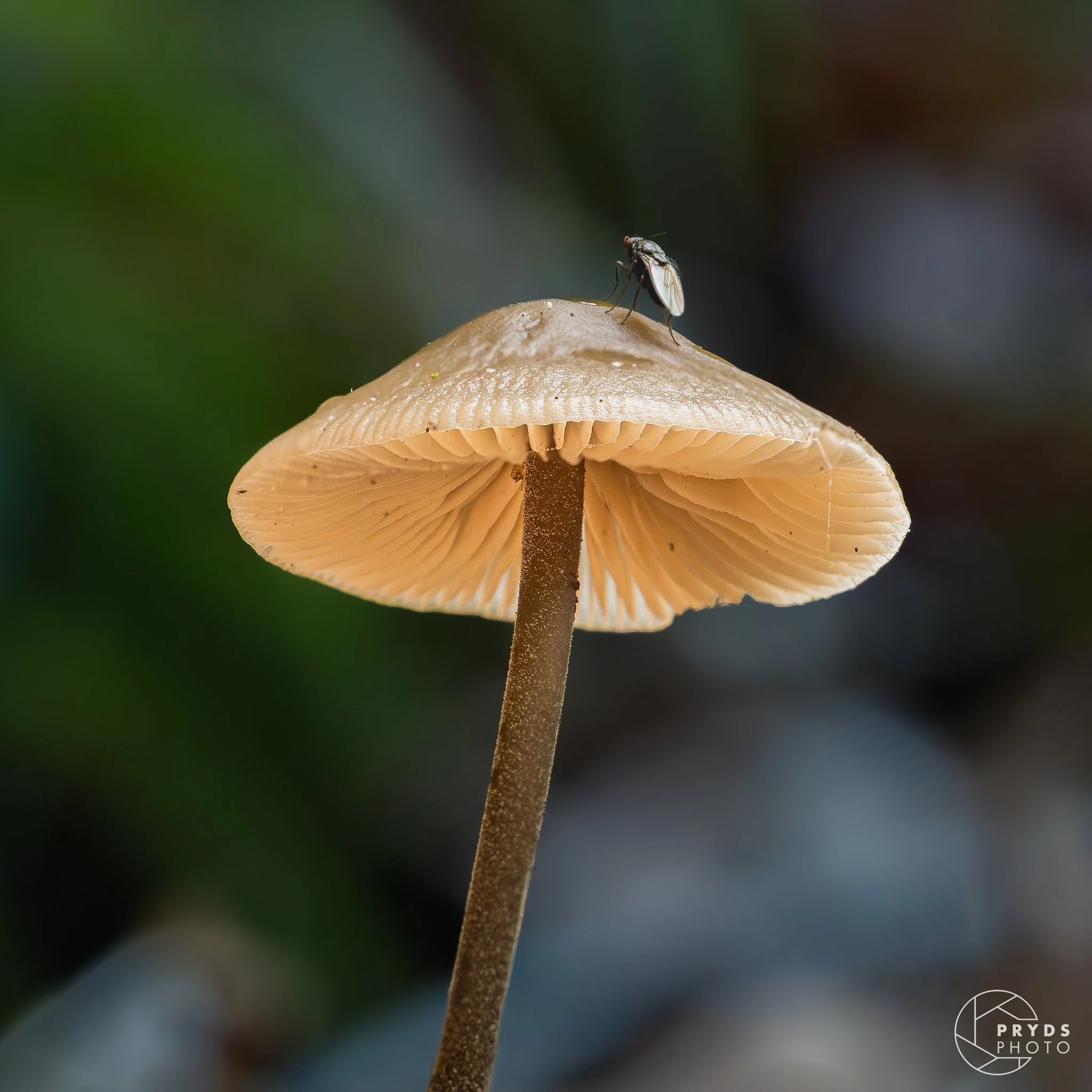 Macro