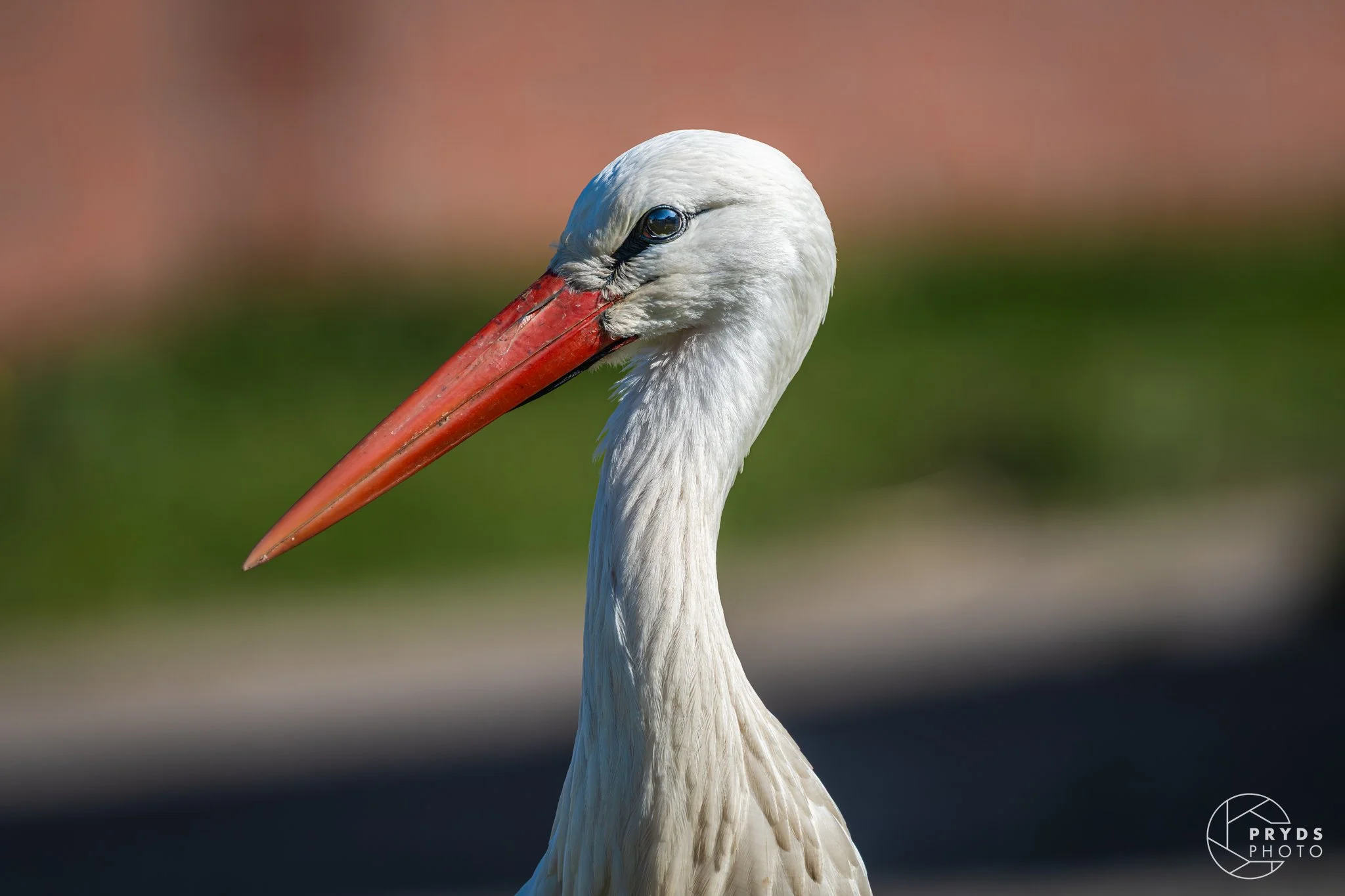 Stork-4.jpeg
