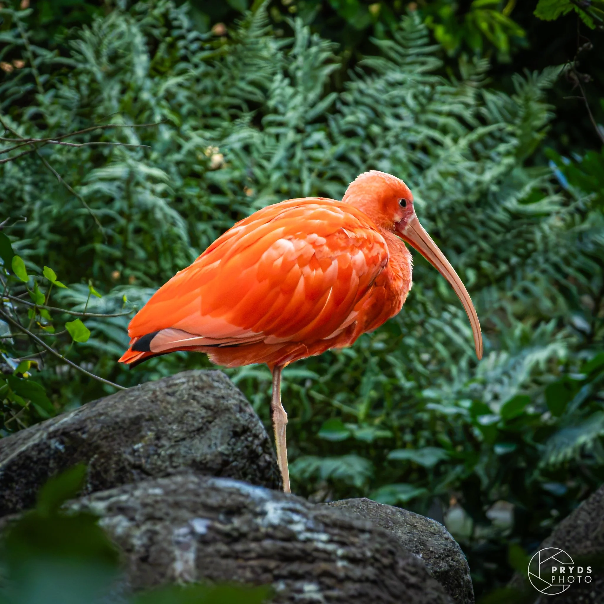 ZOO-16.jpg