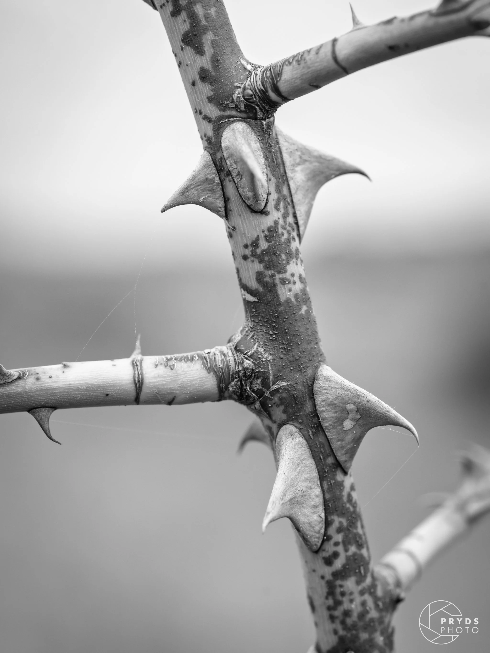 Ærø B&W-4.jpeg