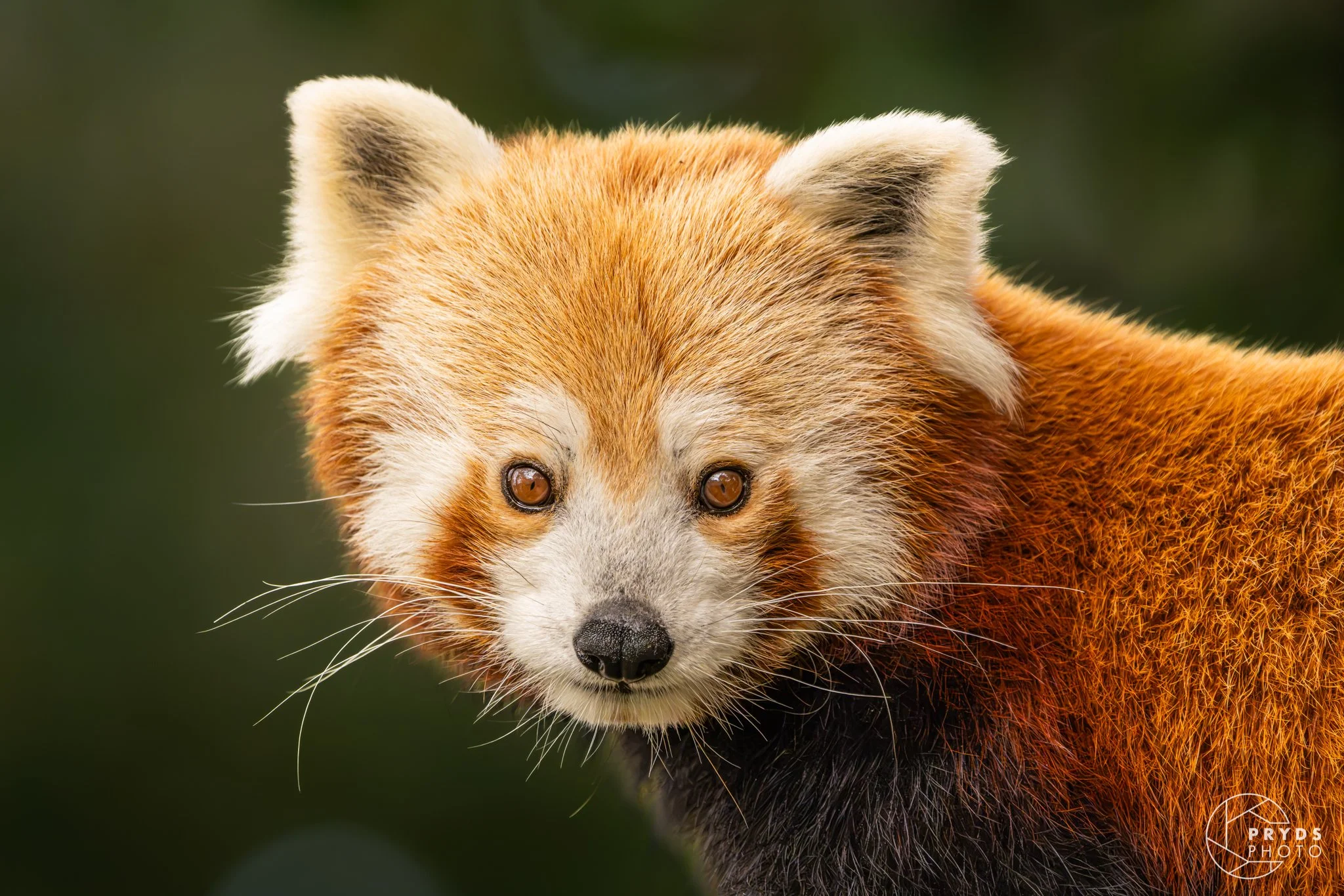 RedPanda-1.jpg