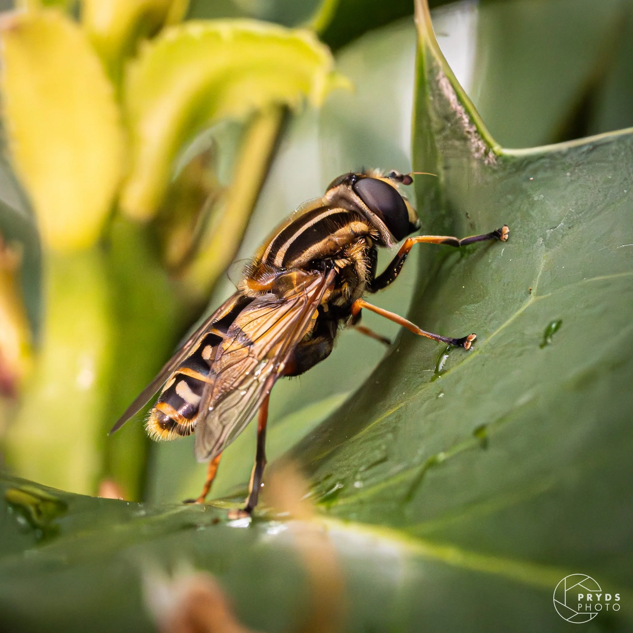 Marcro Marstal-13.jpg