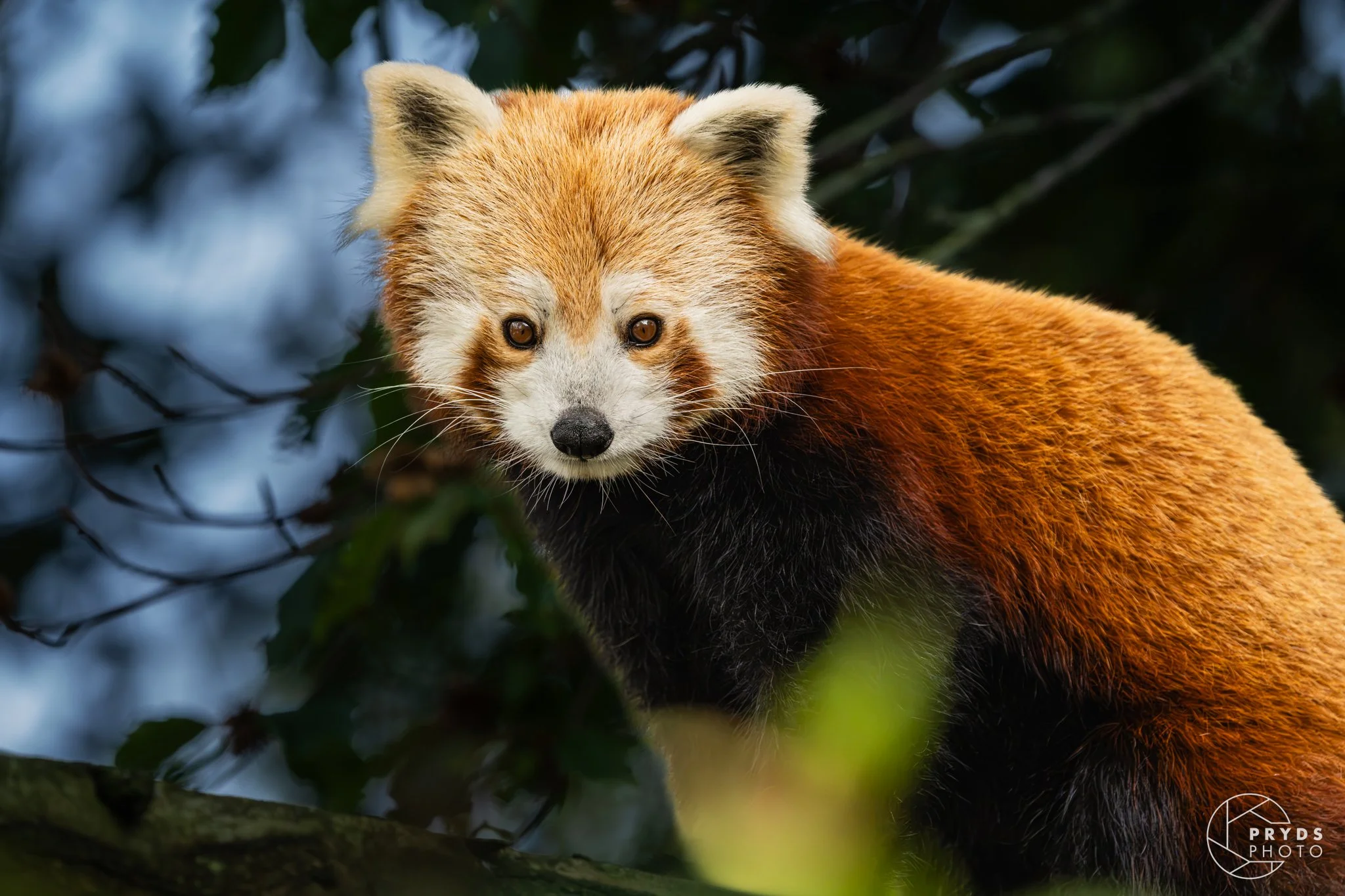 RedPanda-4.jpg