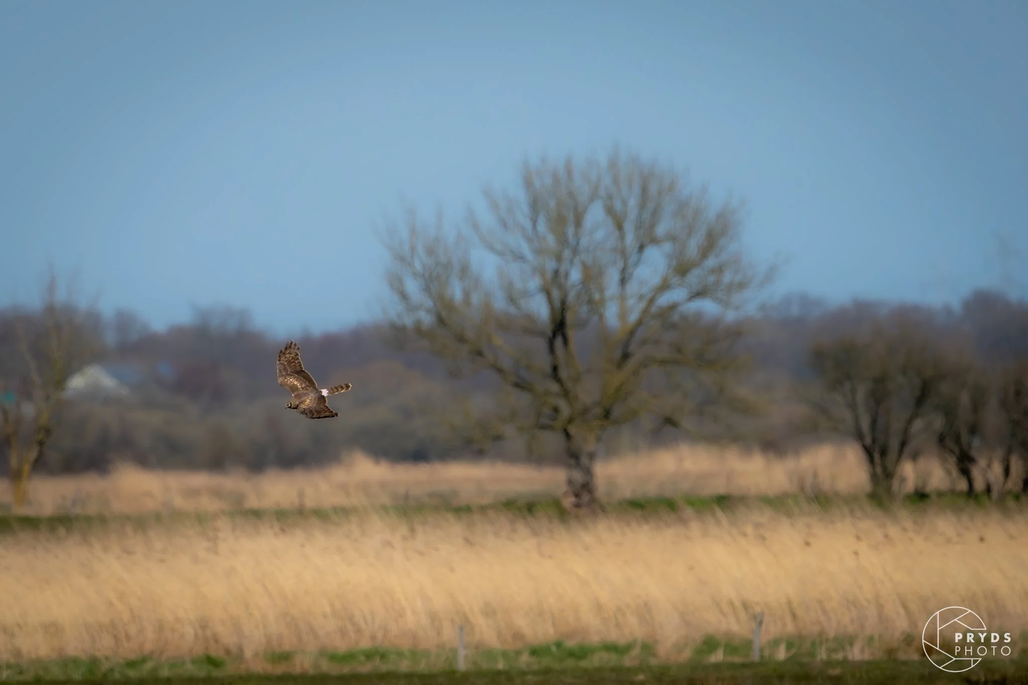 Stork-11.jpeg