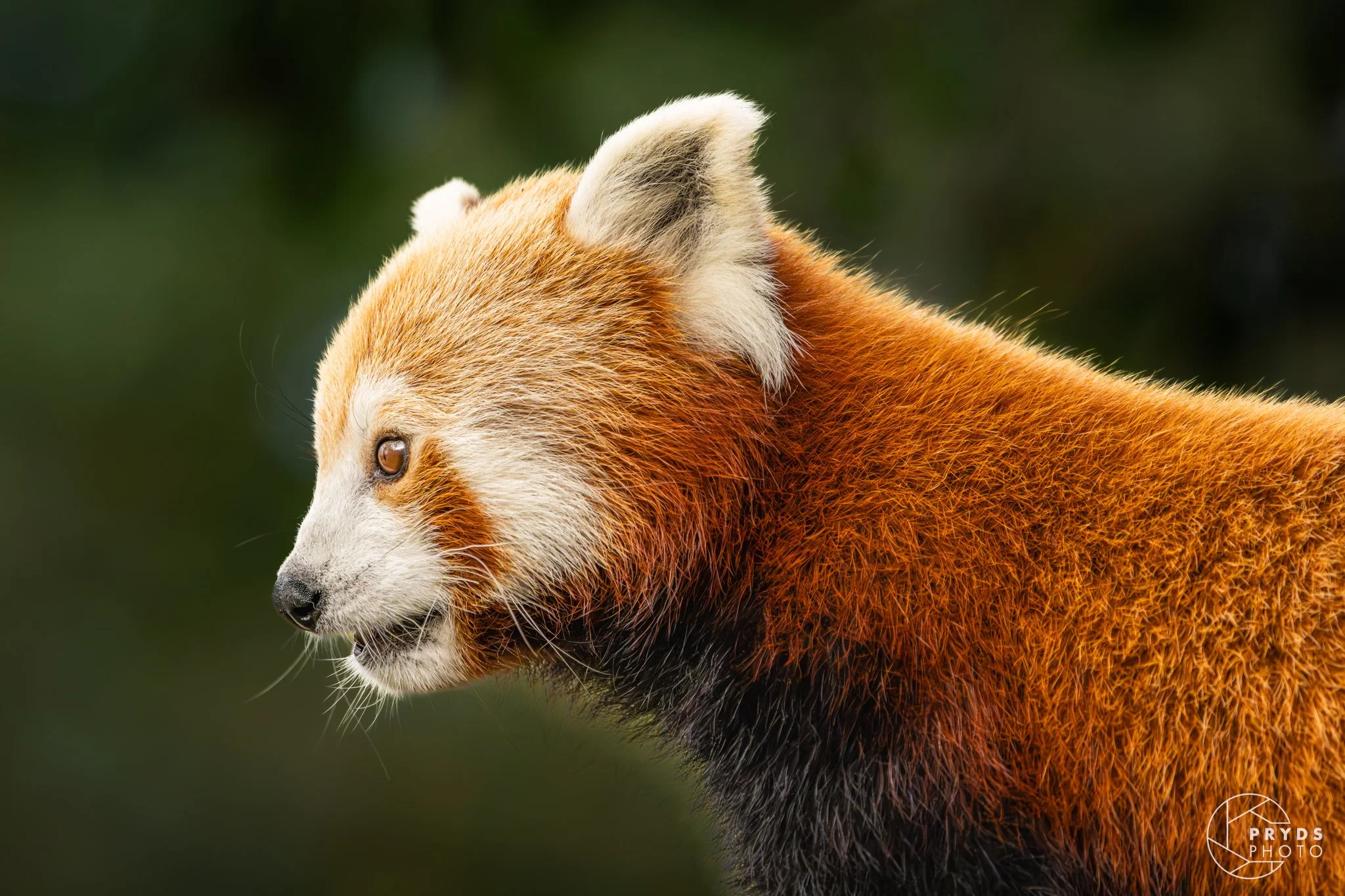 RedPanda-3.jpg