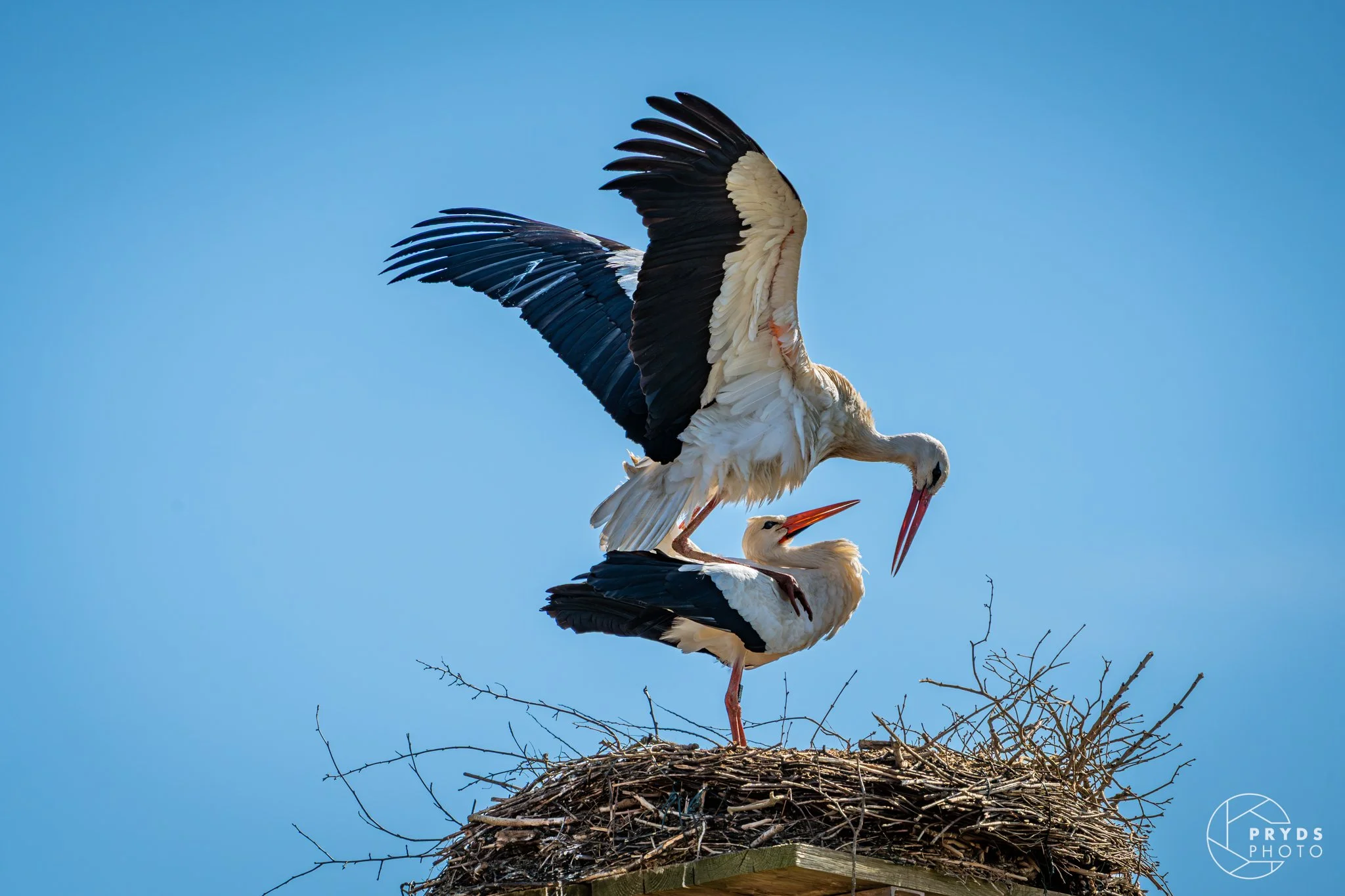 Stork-6.jpeg