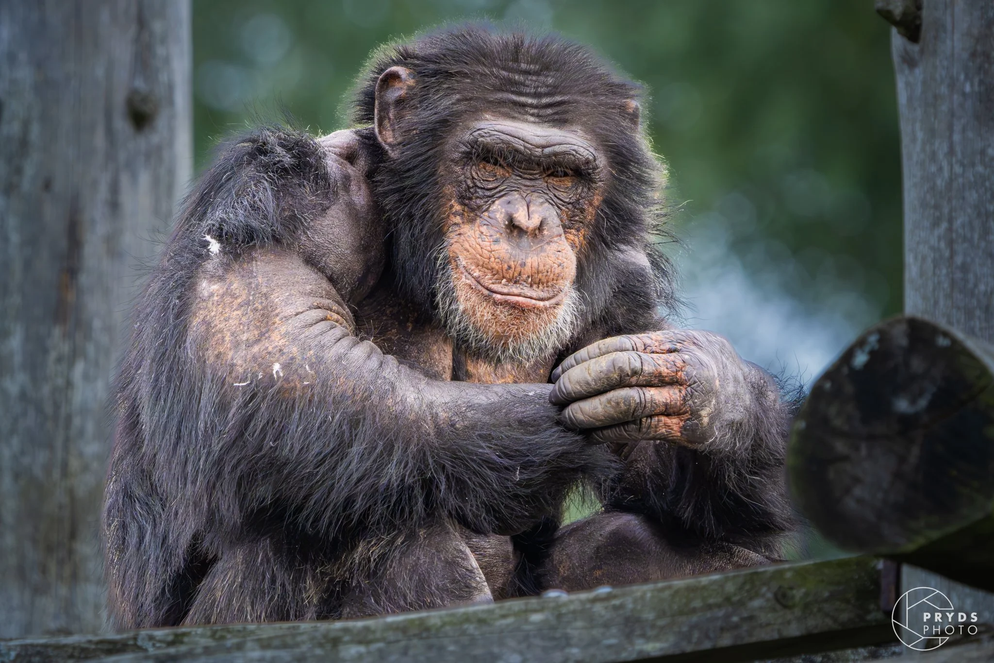 Chimpanzee-3.jpg