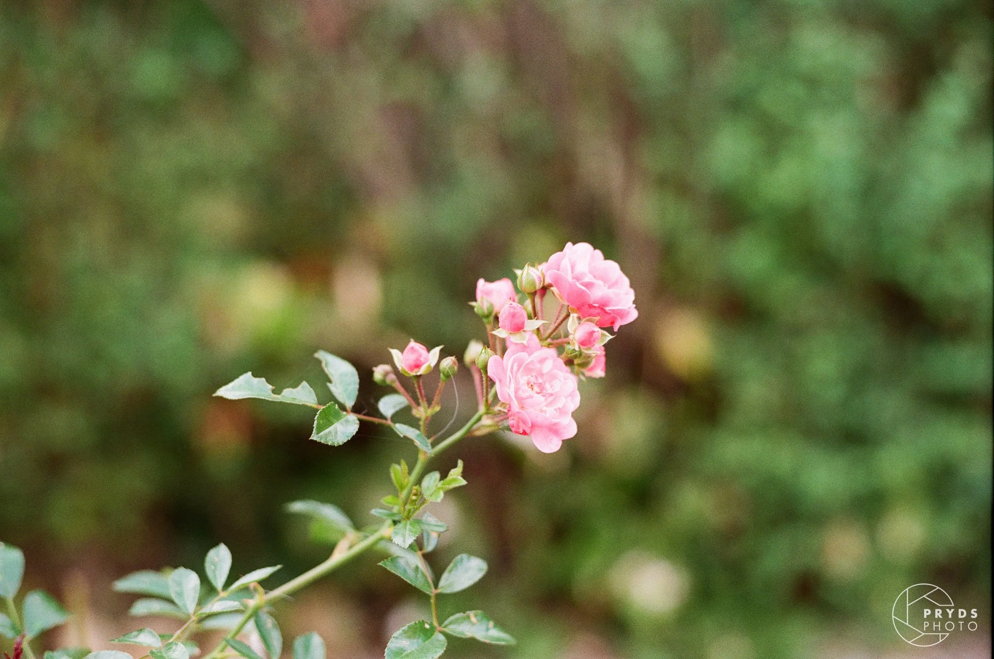 35mm-2.jpg