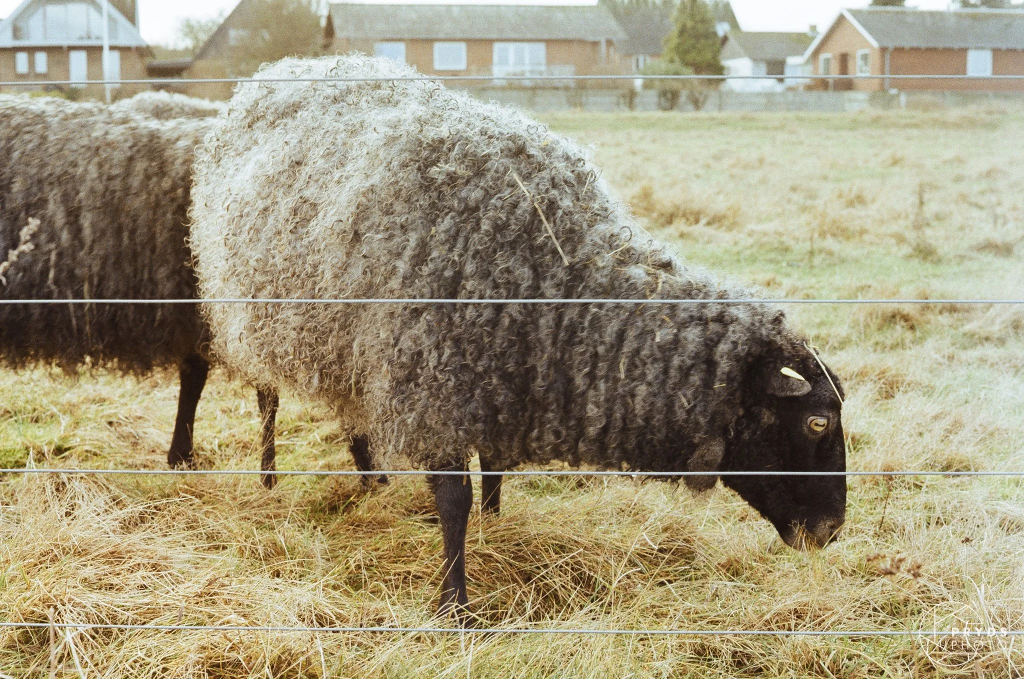 Film 35mm KODAK Gold 200-1.jpg