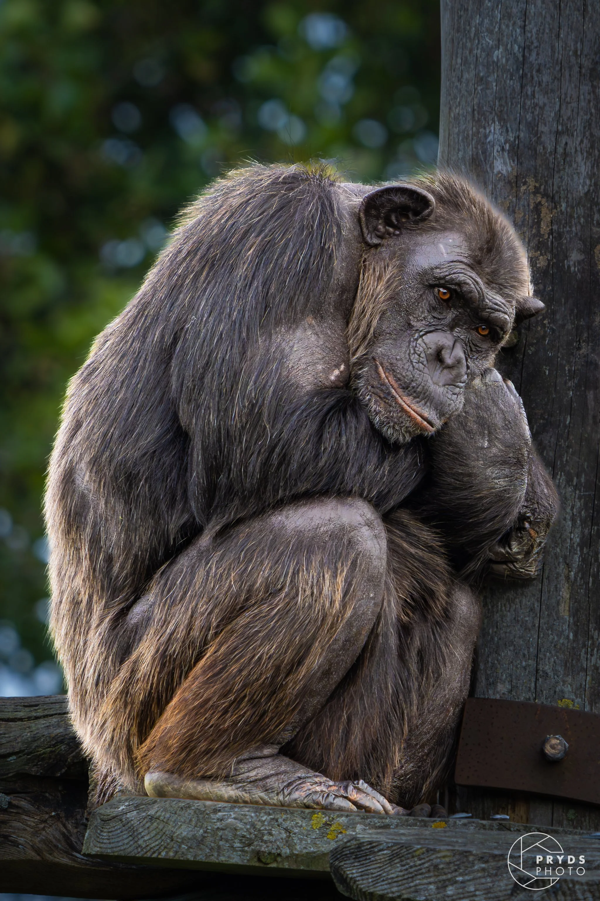 Chimpanzee-1.jpg