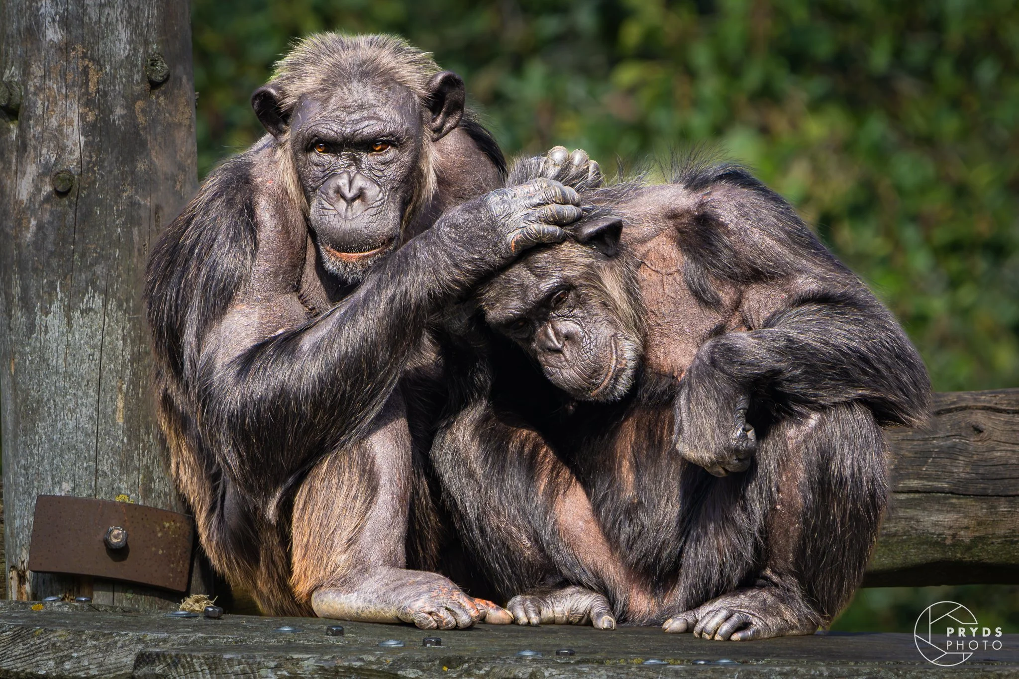 Chimpanzee-6.jpg