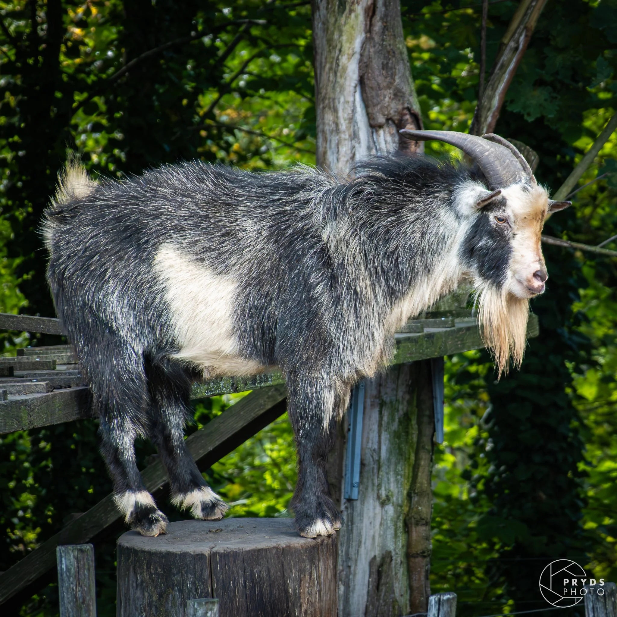 ZOO-8.jpg