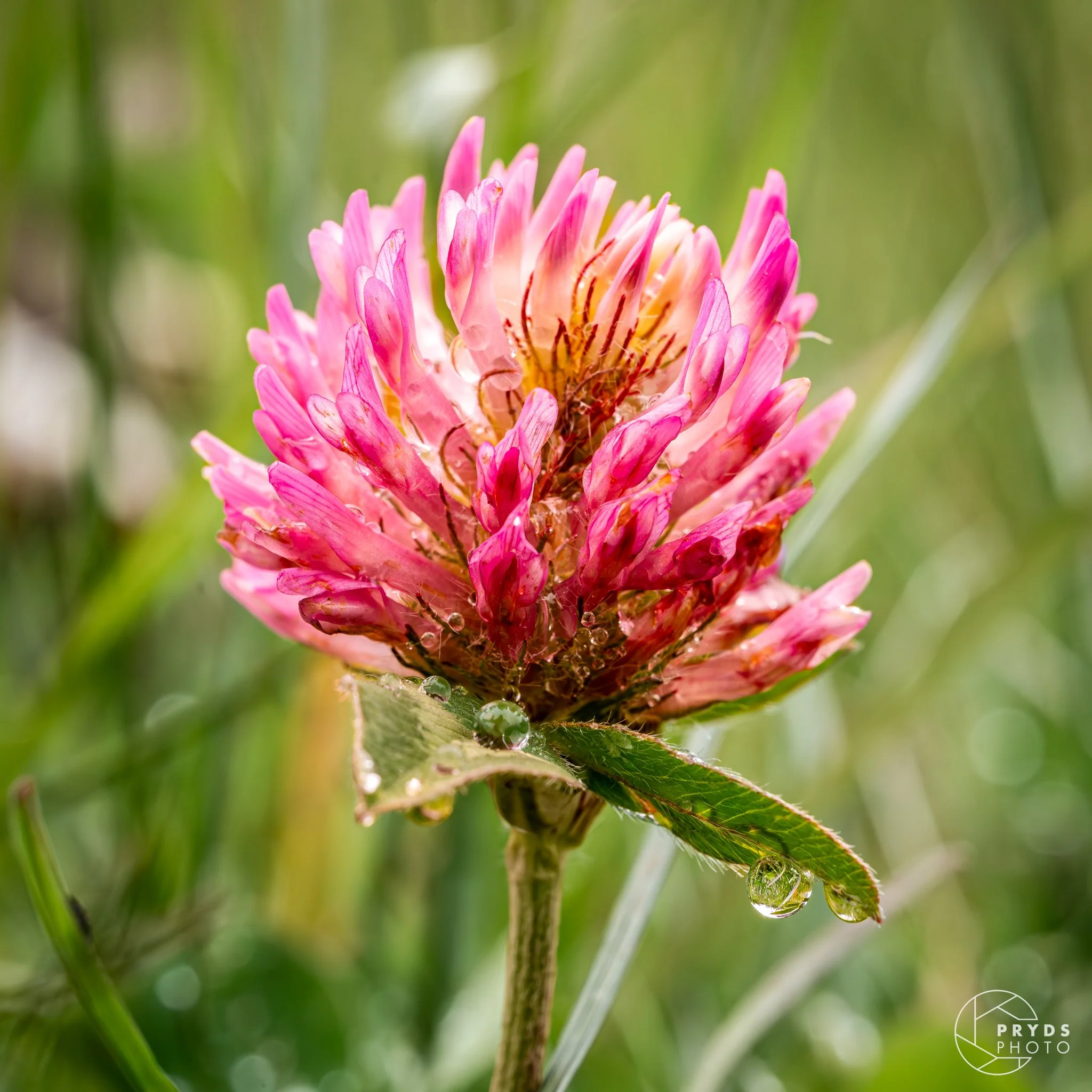 Marcro Marstal-10.jpg