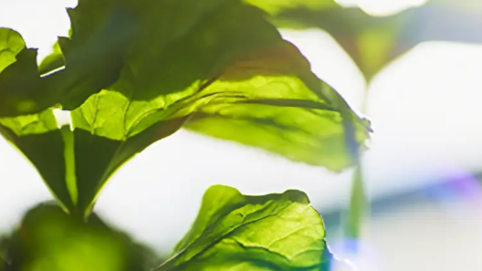 Close-up of green leaves on a plant