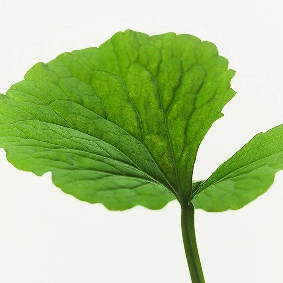 Close-up of a single green By YoungPool leaf with visible veins against a white background.
