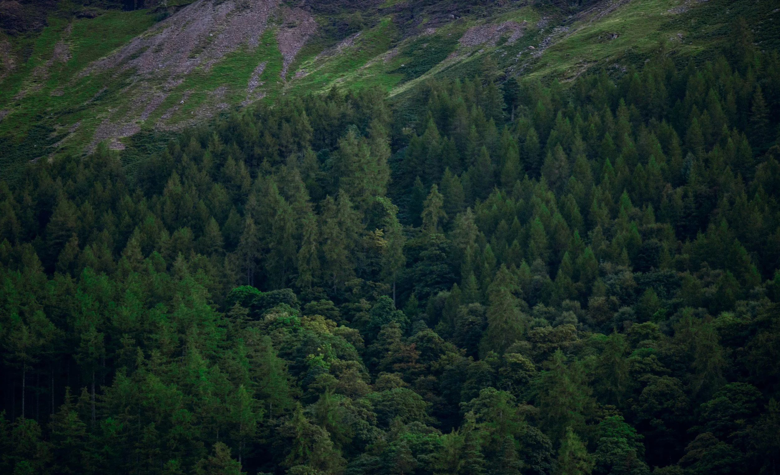 Dense green forest on mountainside with rocky patches at the top