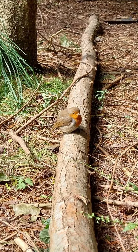 A small bird with orange and gray feathers perched on a fallen tree in a forest.