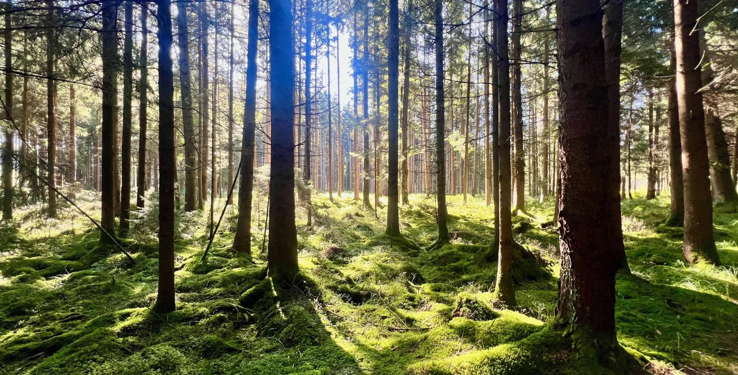 Ein schöner Sonnenstrahl dringt durch einen dichten Tannenwald, der Boden ist mit Moos bedeckt.
